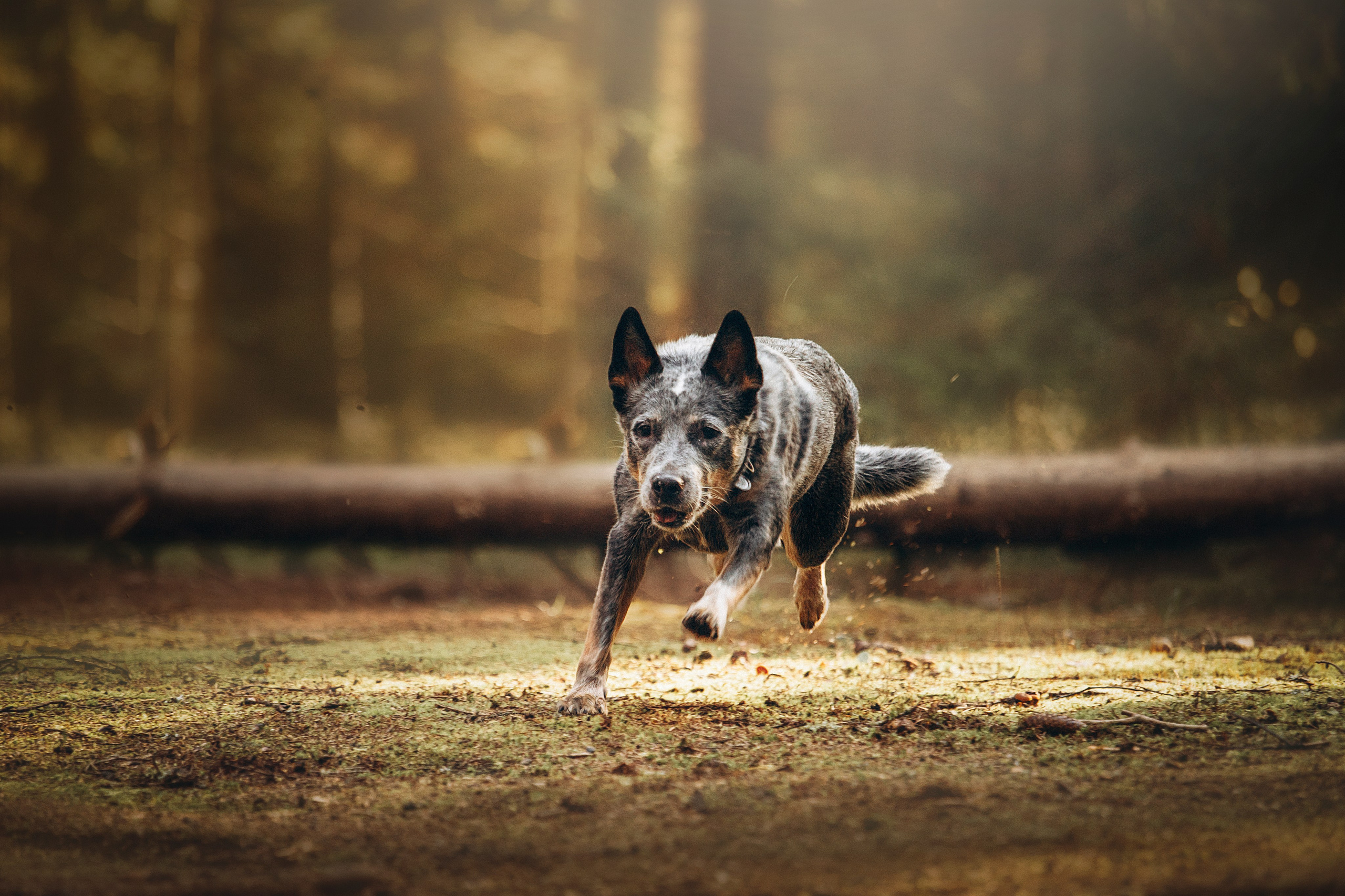 Оля и Мотечка. Фотограф — Анималист | Санкт-Петербург