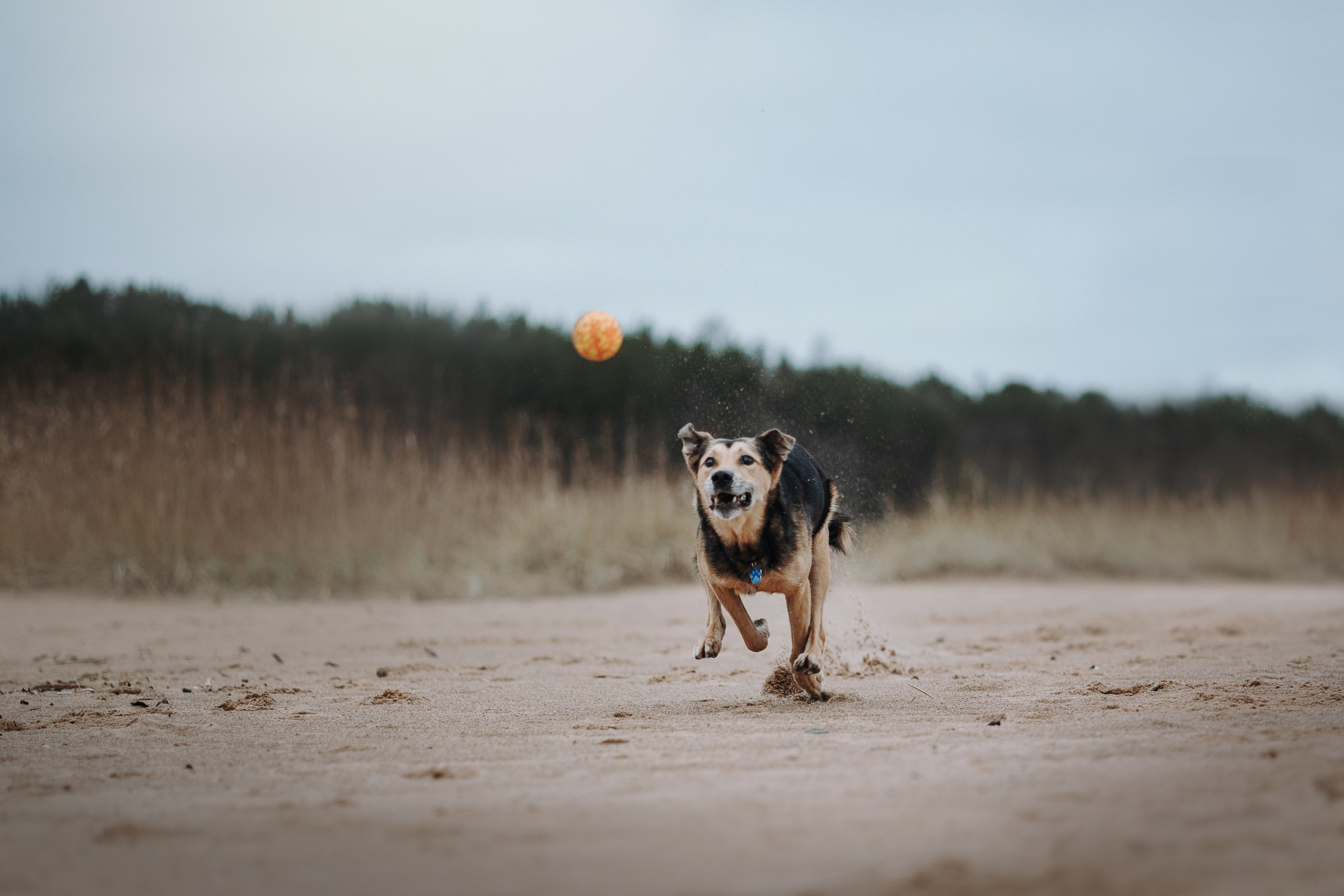 Наталья и Того. Фотограф — Анималист | Санкт-Петербург