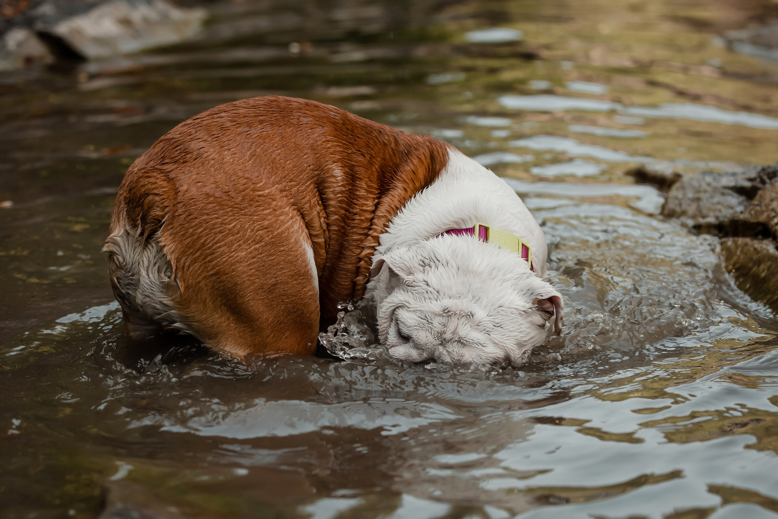 Фотосессия английского бульдога на речке. Фотограф-анималист в Краснодаре Маша Мельникова