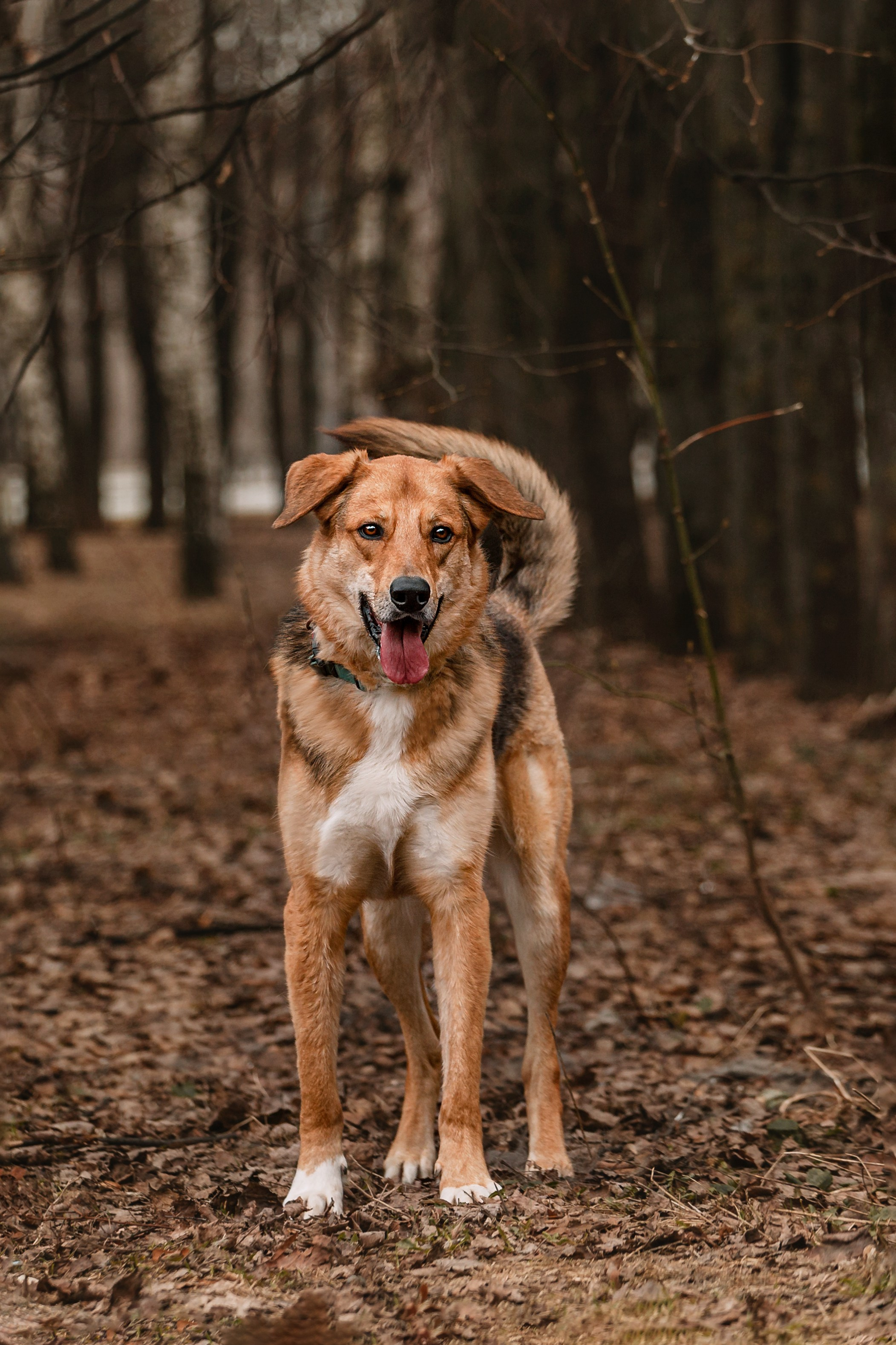 Трэвис и Валли 2024. Фотограф-анималист Татьяна Степанова