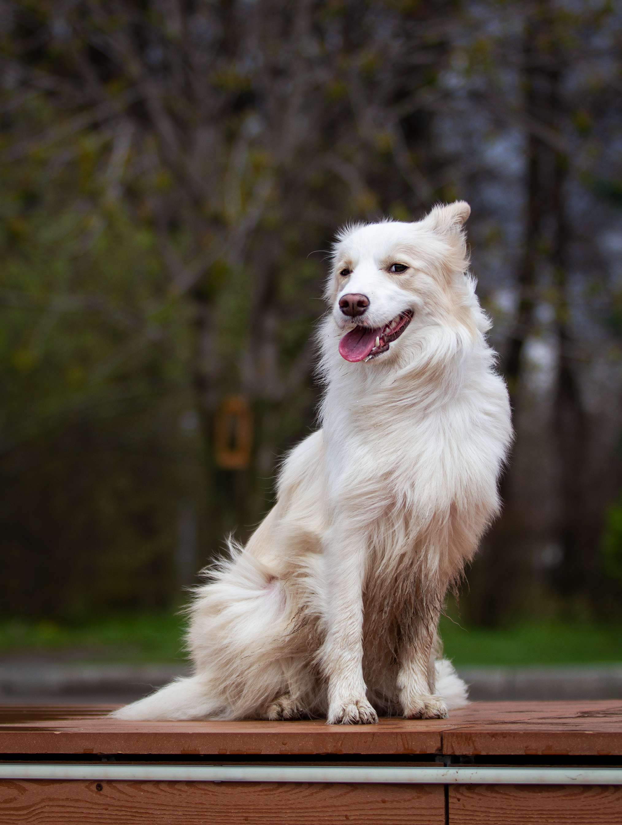 Собаки. Фотограф-анималист в Москве и МО Самойлова Марина