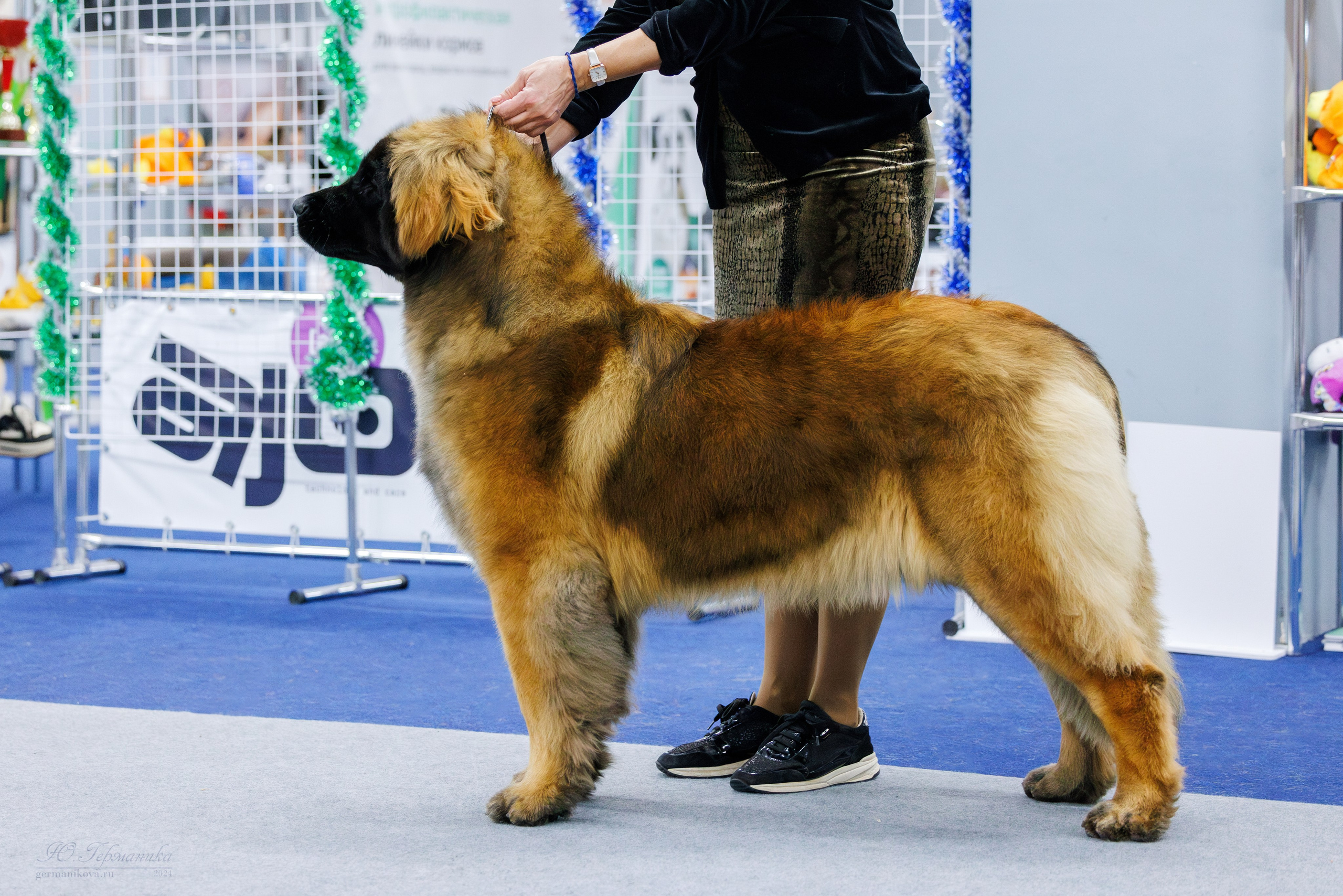 Крокус 21.12.2024,Сфера 29.12.2024. Фотограф-анималист Юлия Германика