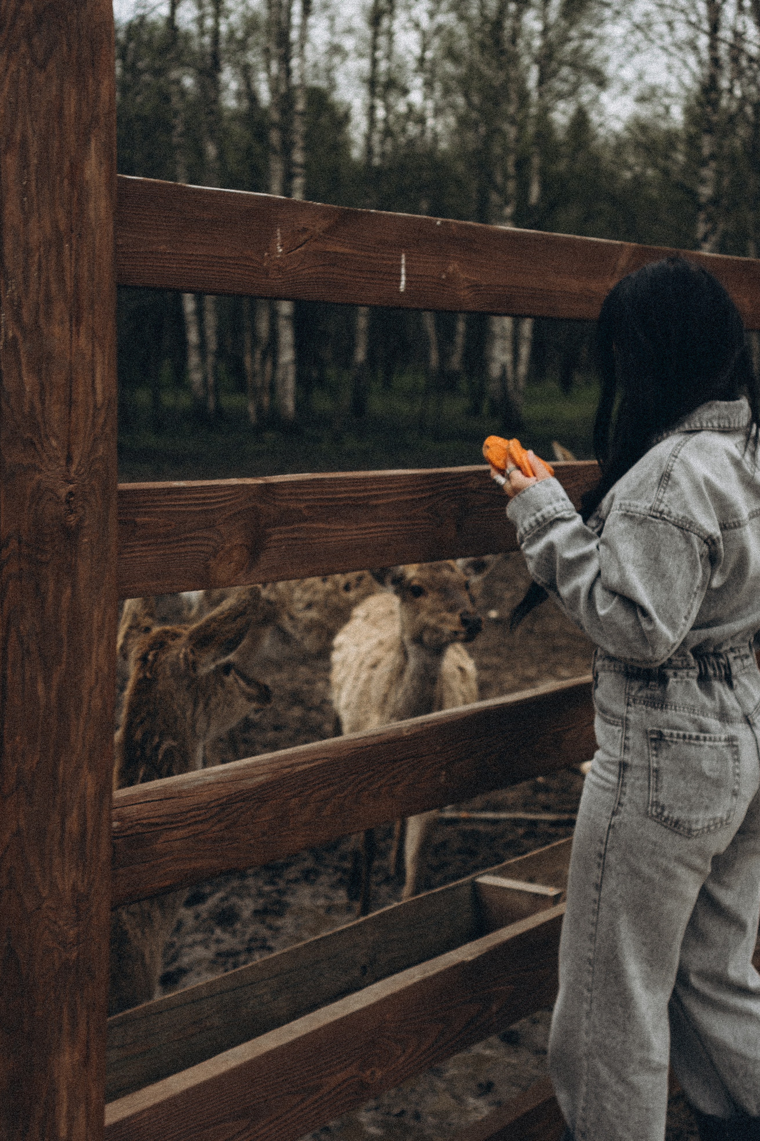 ОЛЕНЬЯ ФЕРМА В ТВЕРИ. Профессиональный фотограф, Санкт-Петербург — Виктория Богомолова