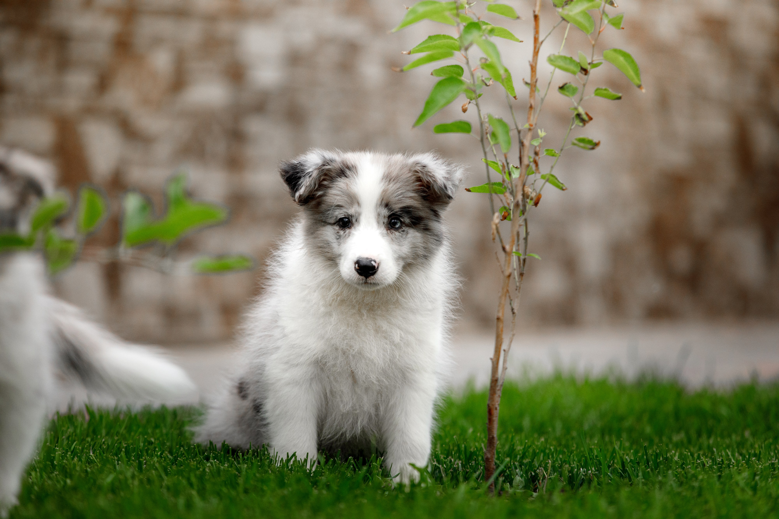 Болтовня в саду. О нас