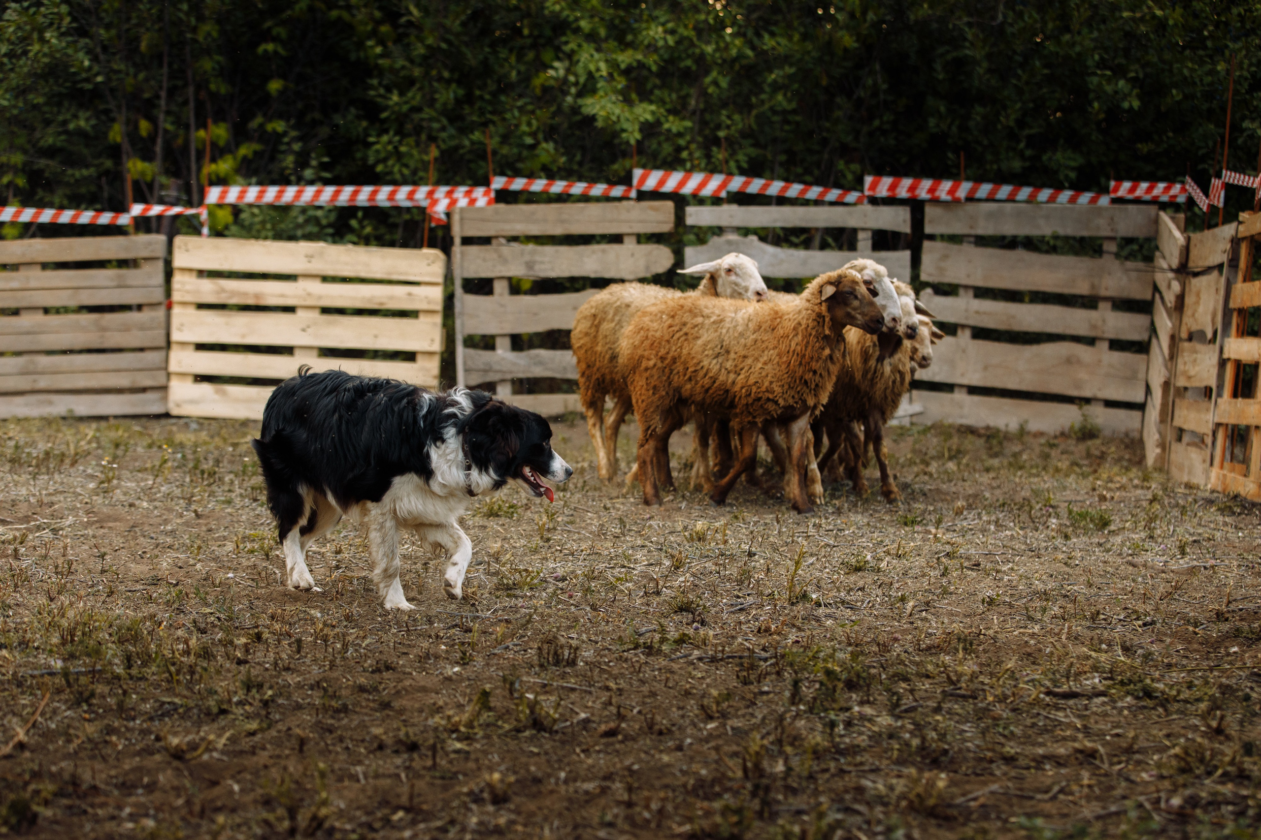 Овечий день. О нас