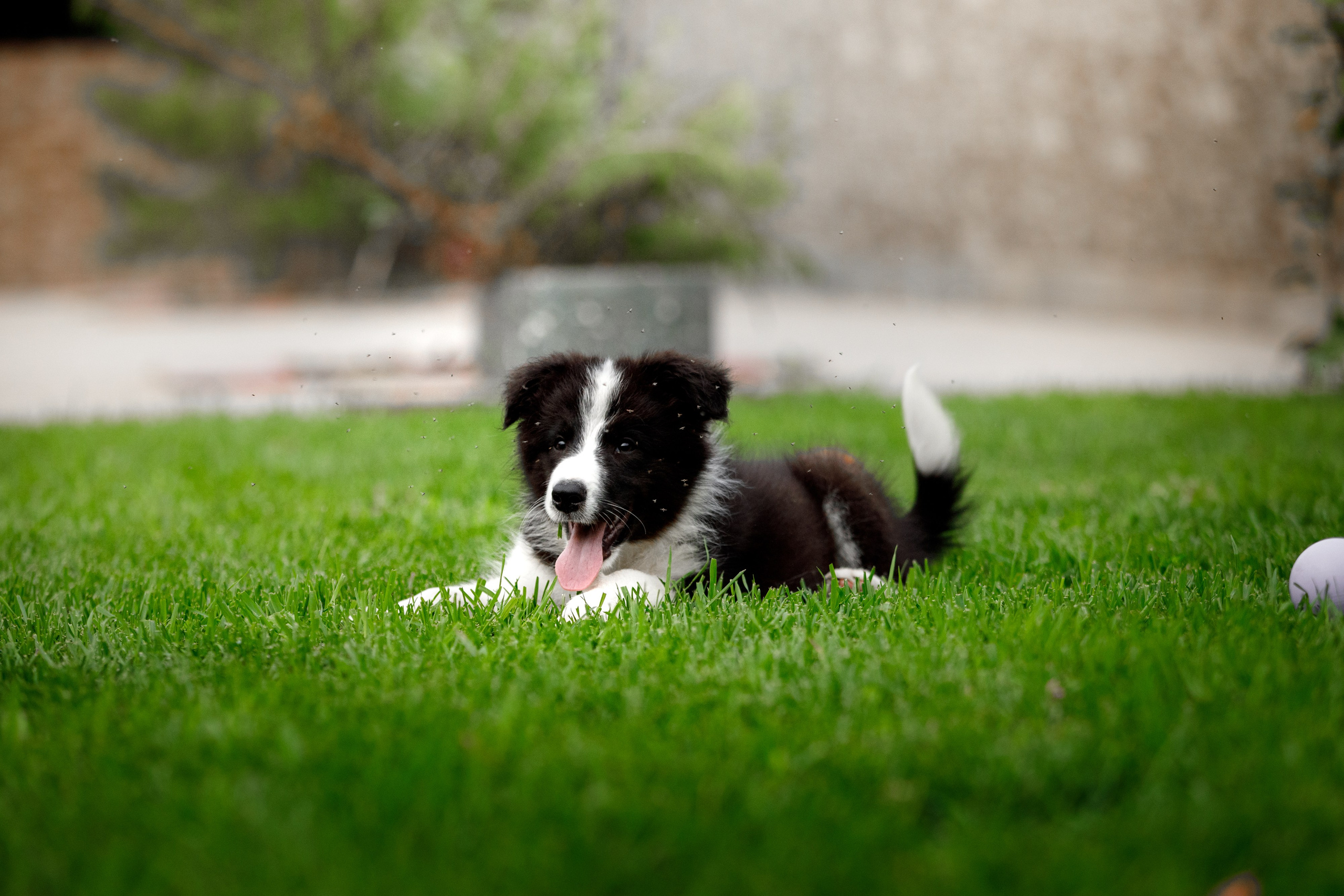 Болтовня в саду. О нас