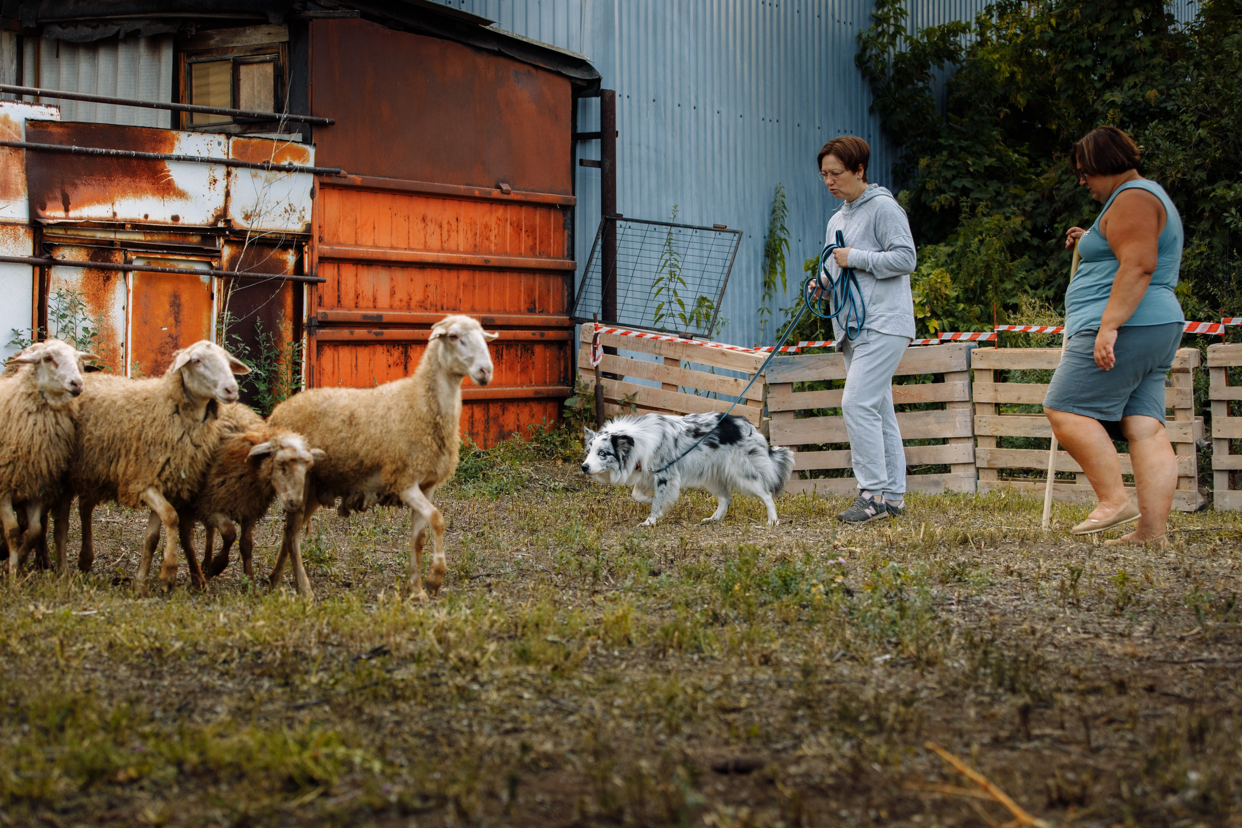 Овечий день. О нас