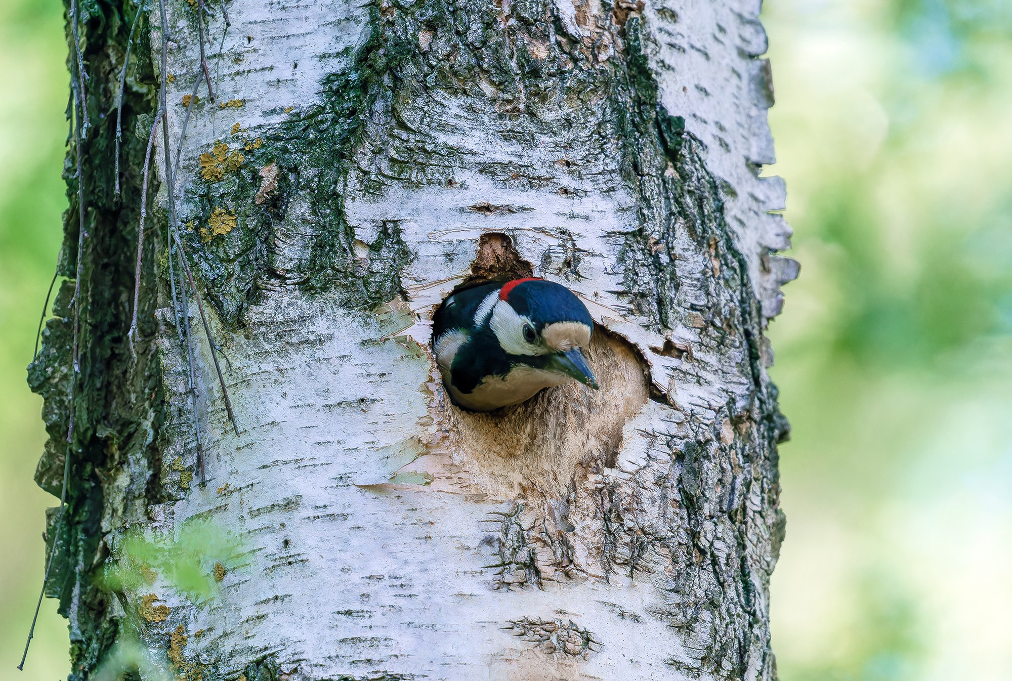 Удивительные мир птиц. Вокруг нас столько прекрасного — присмотритесь!. Ваш личный фотограф Марина Волкова