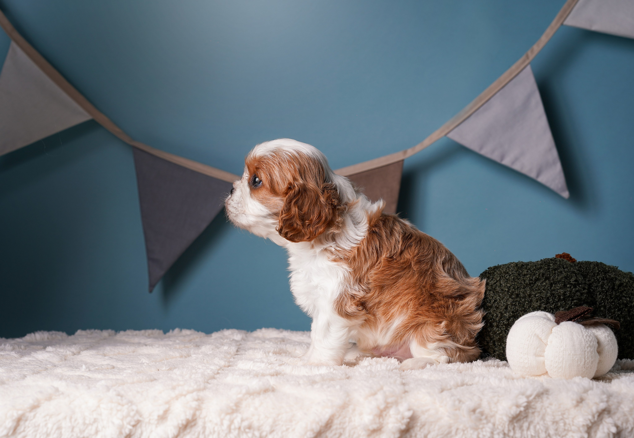 Щенки кавалера. Фотограф-анималист в Санкт-Петербурге Яна Мартынова