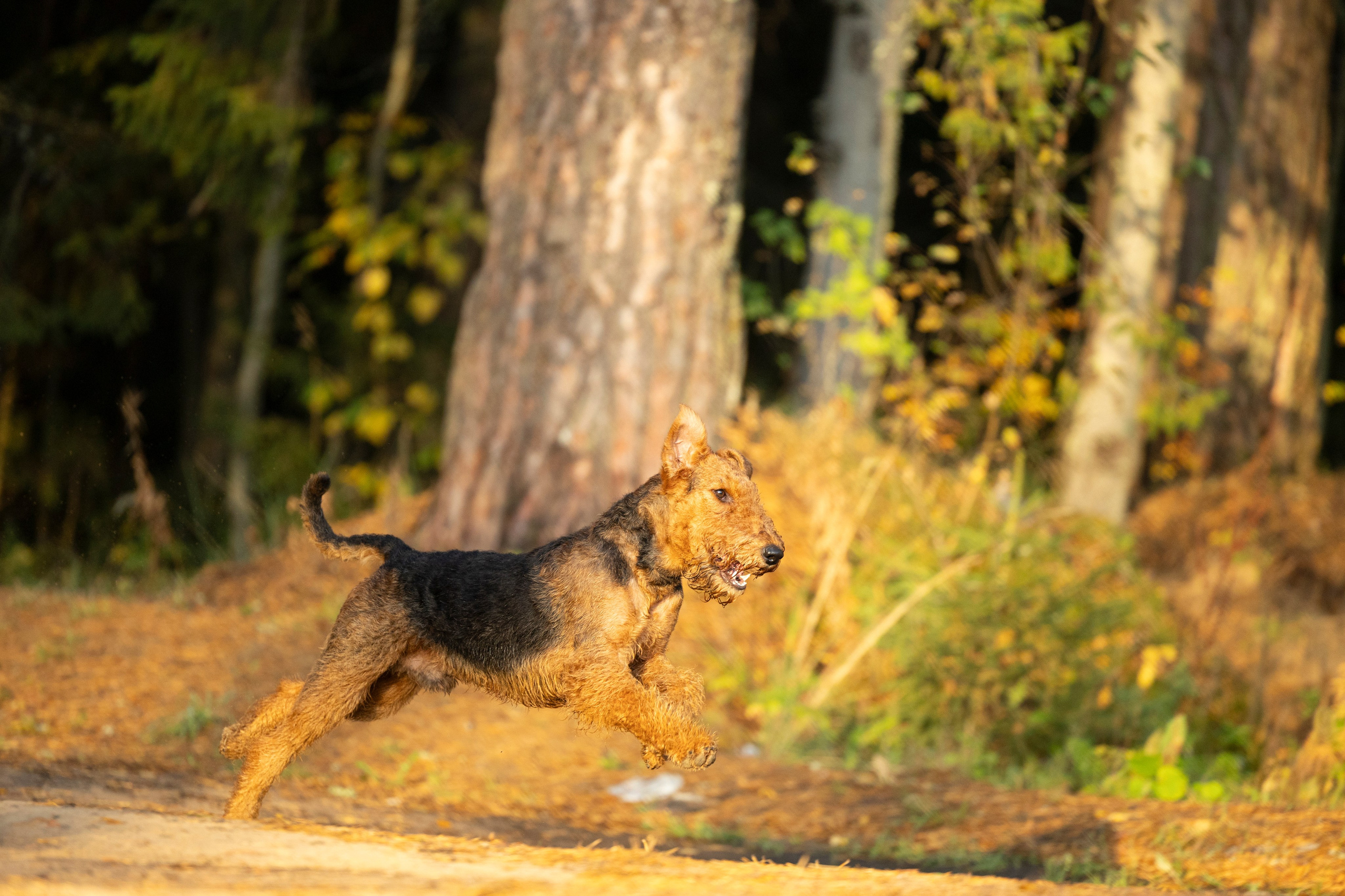 Харди. Фотограф-анималист Анна Маринич
