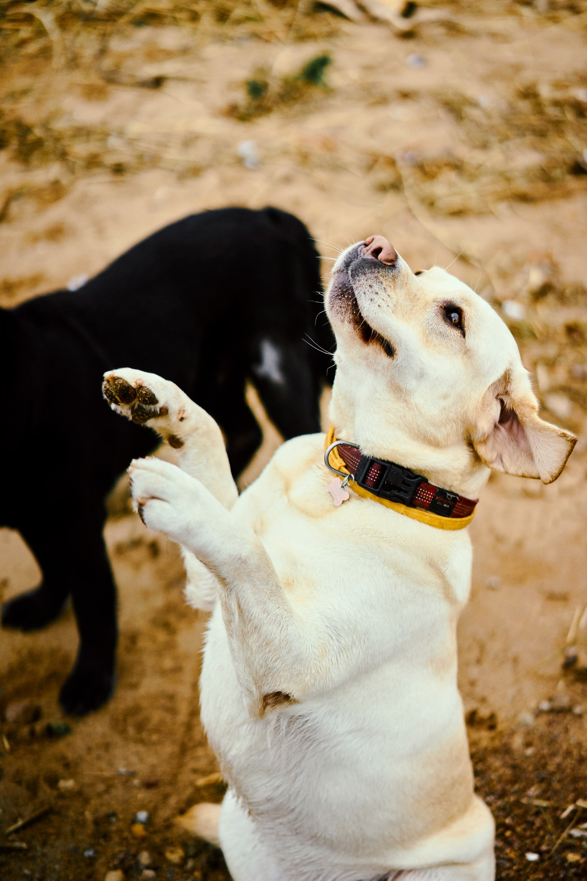 Bell and Black. Vutitsa