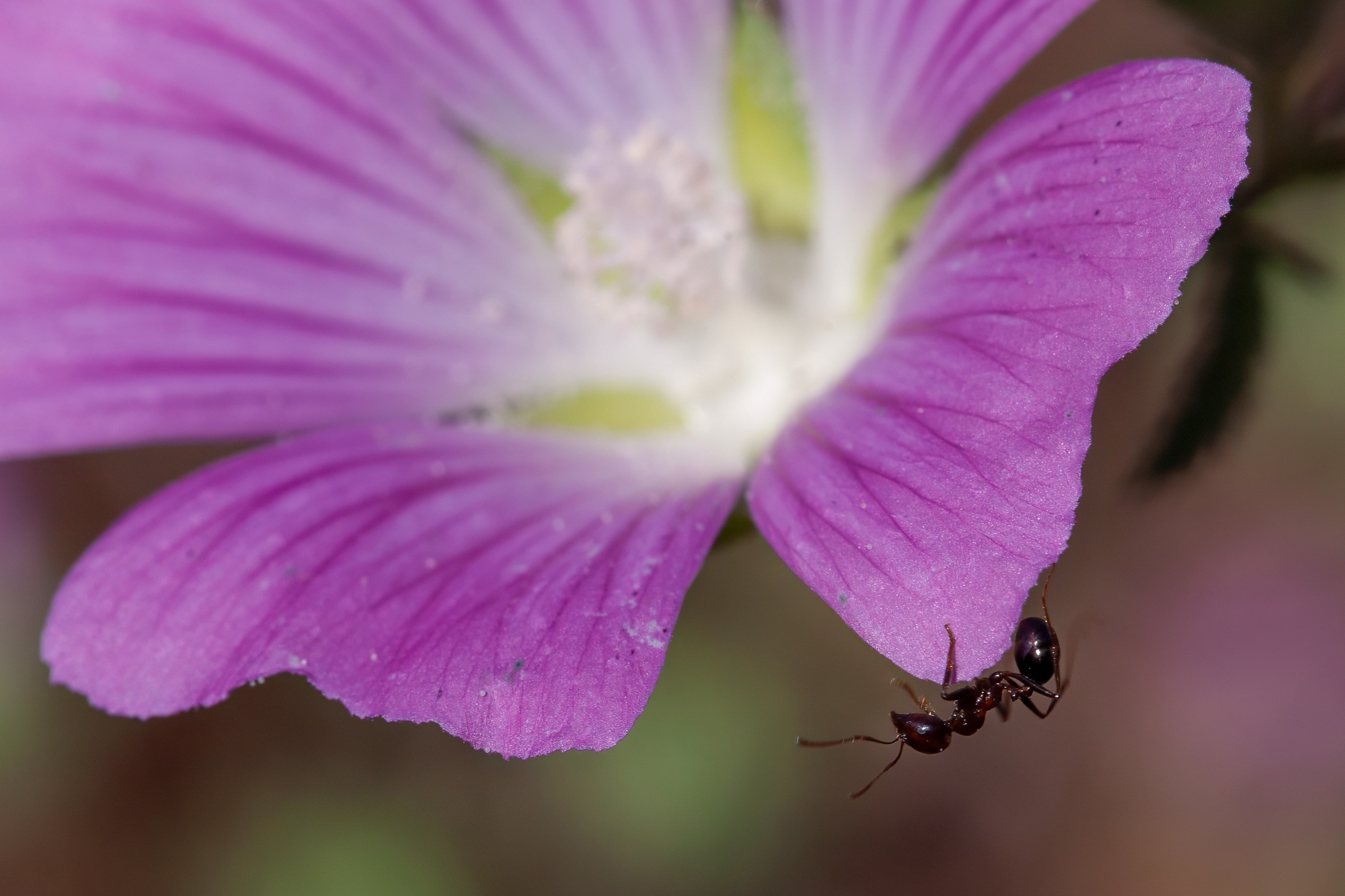 Растения. Фотограф Владимир Остапенко