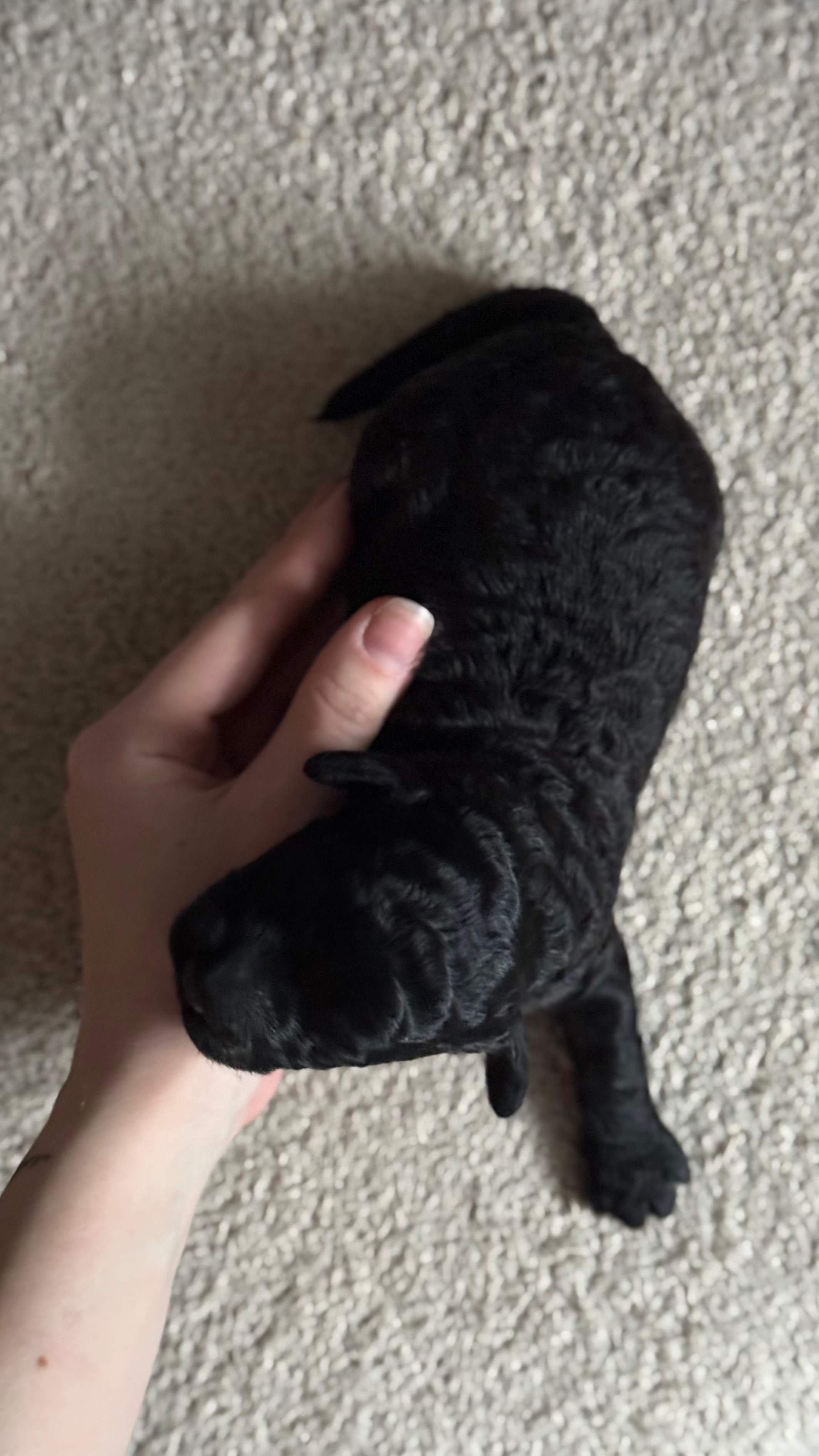 Щенки. Заводчик Labradoodle в Санкт-Петербурге — Костылева Ульяна