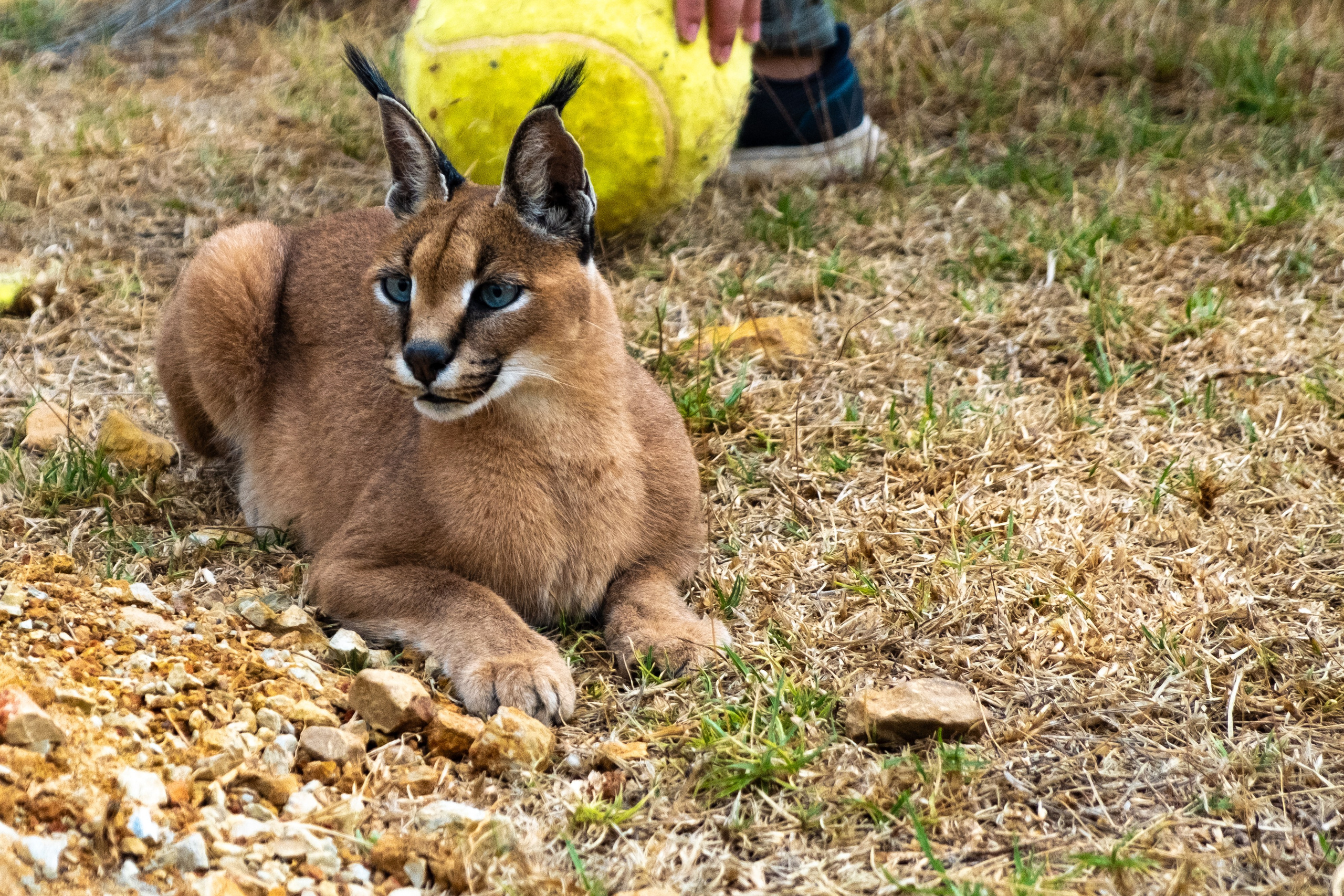 Пингвины и другие. Фотографии из путешествий