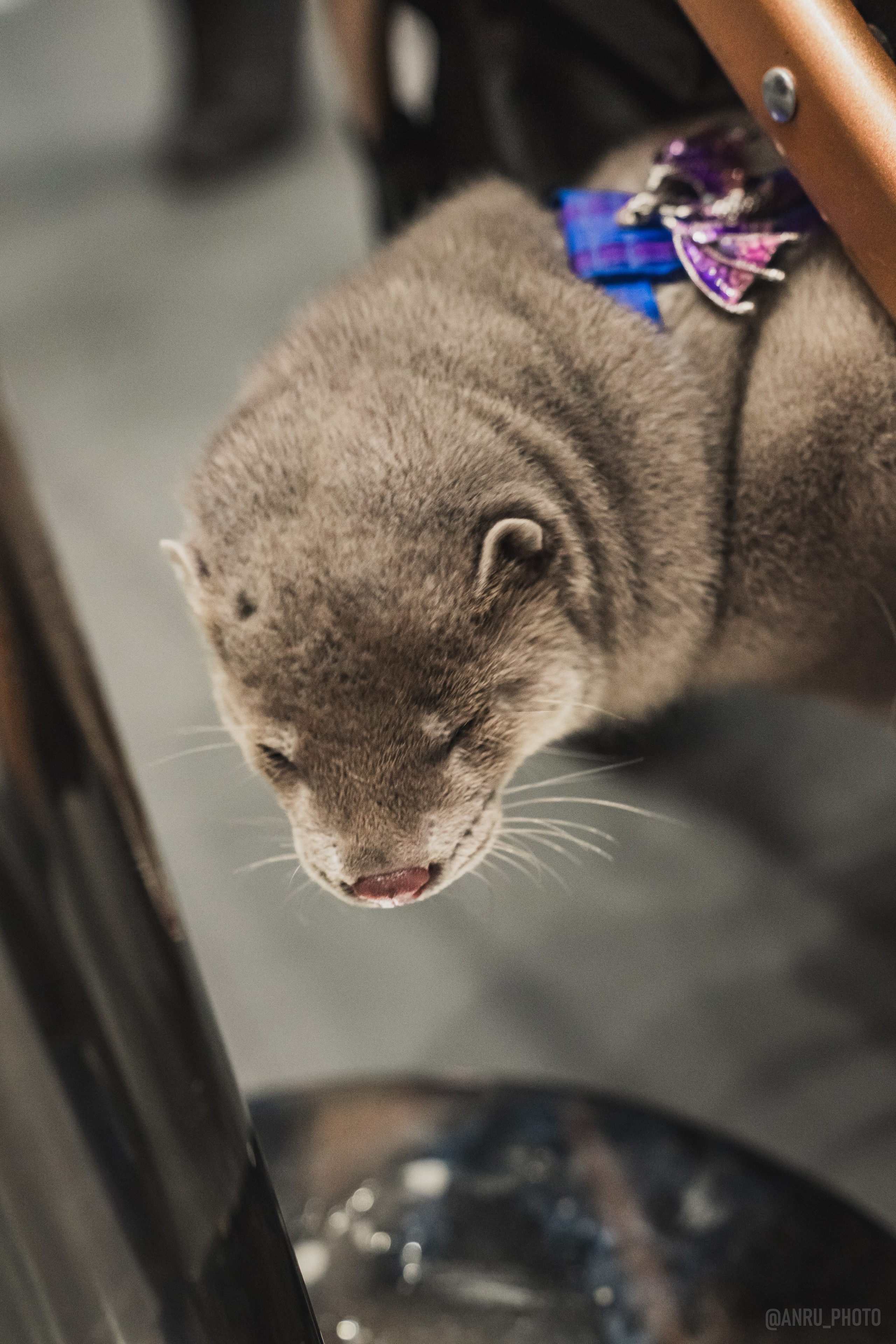 Fox Family fest. Репортажный фотограф Анастасия Рубцова