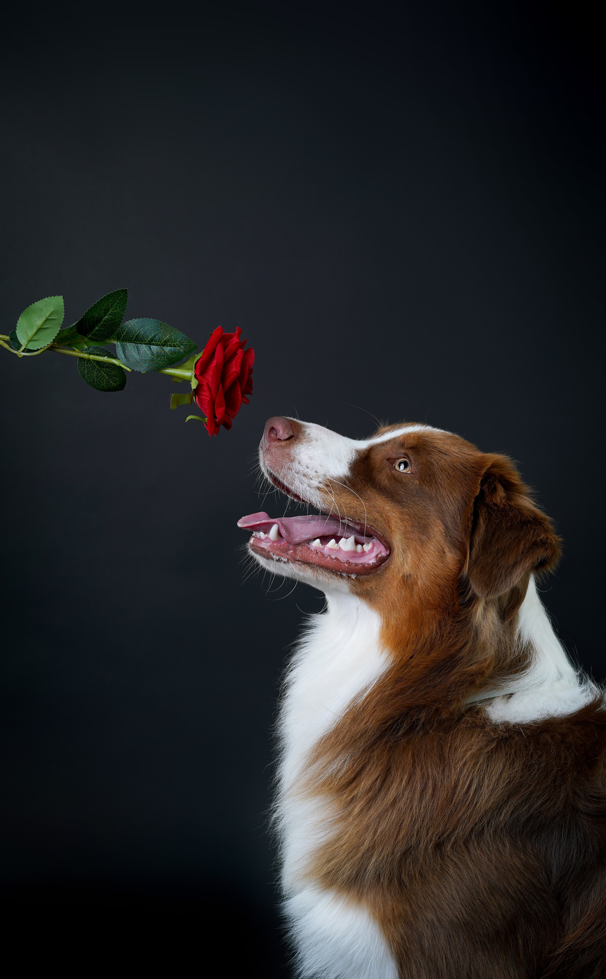 Ксюша, сиба Тэффи и австралийцы Арчи и Нэо. Фотограф-анималист в Санкт-Петербурге Яна Мартынова