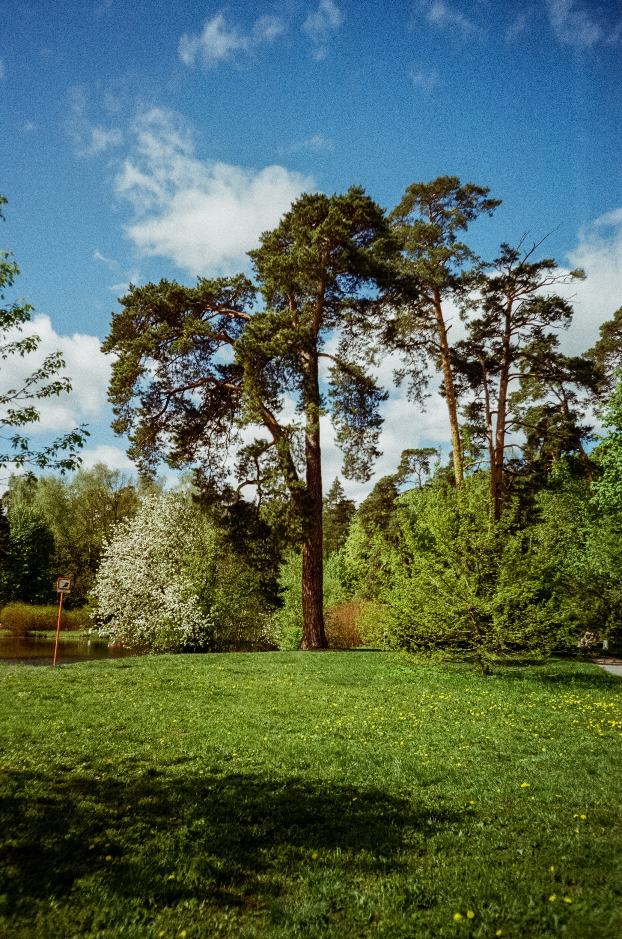 Ricoh R1 | Kodak ProImage 100 | 6 мая 2025 года СерБор