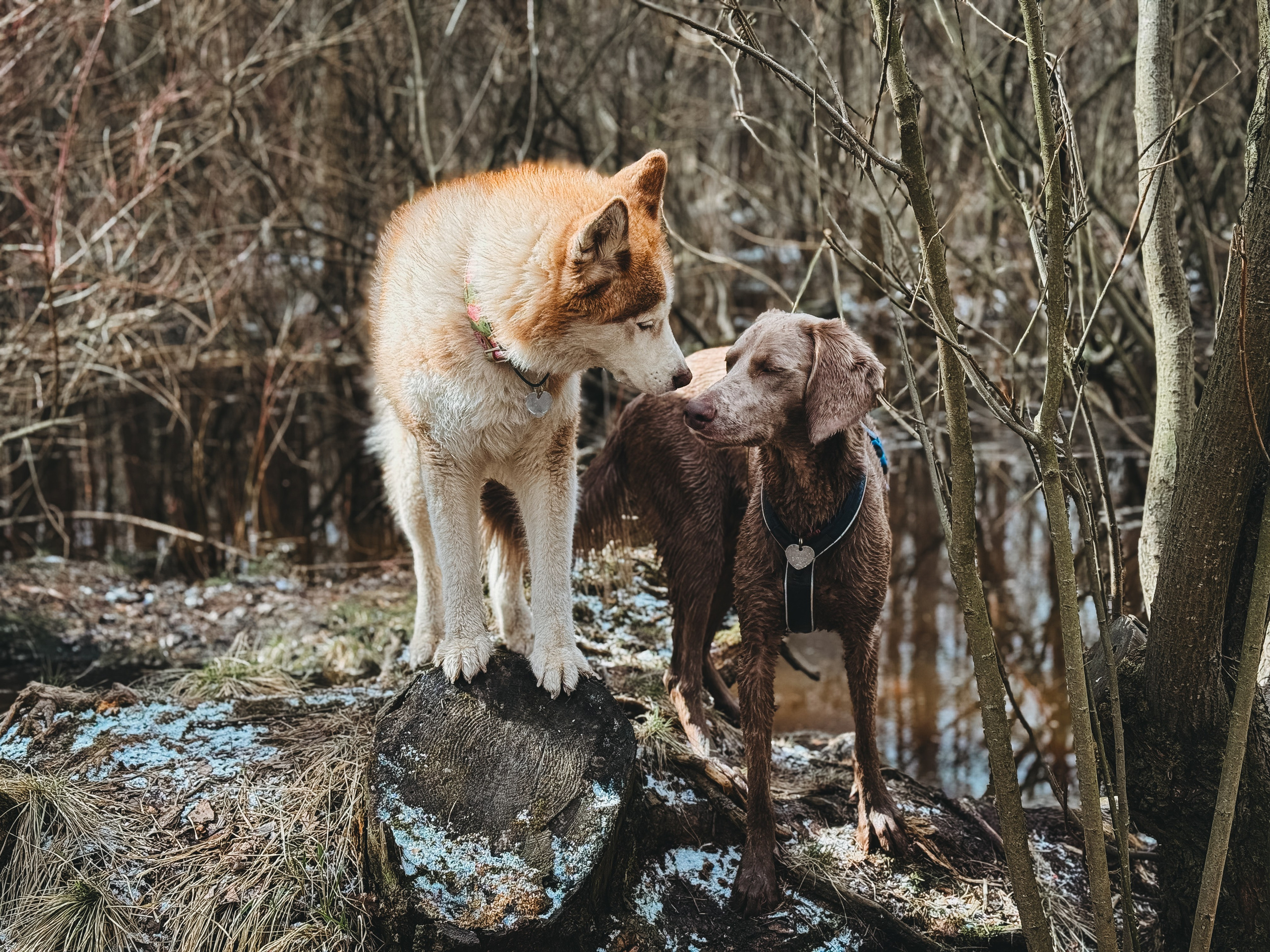 Ваши фотографии. Фотограф анималист Осипчикова Мария