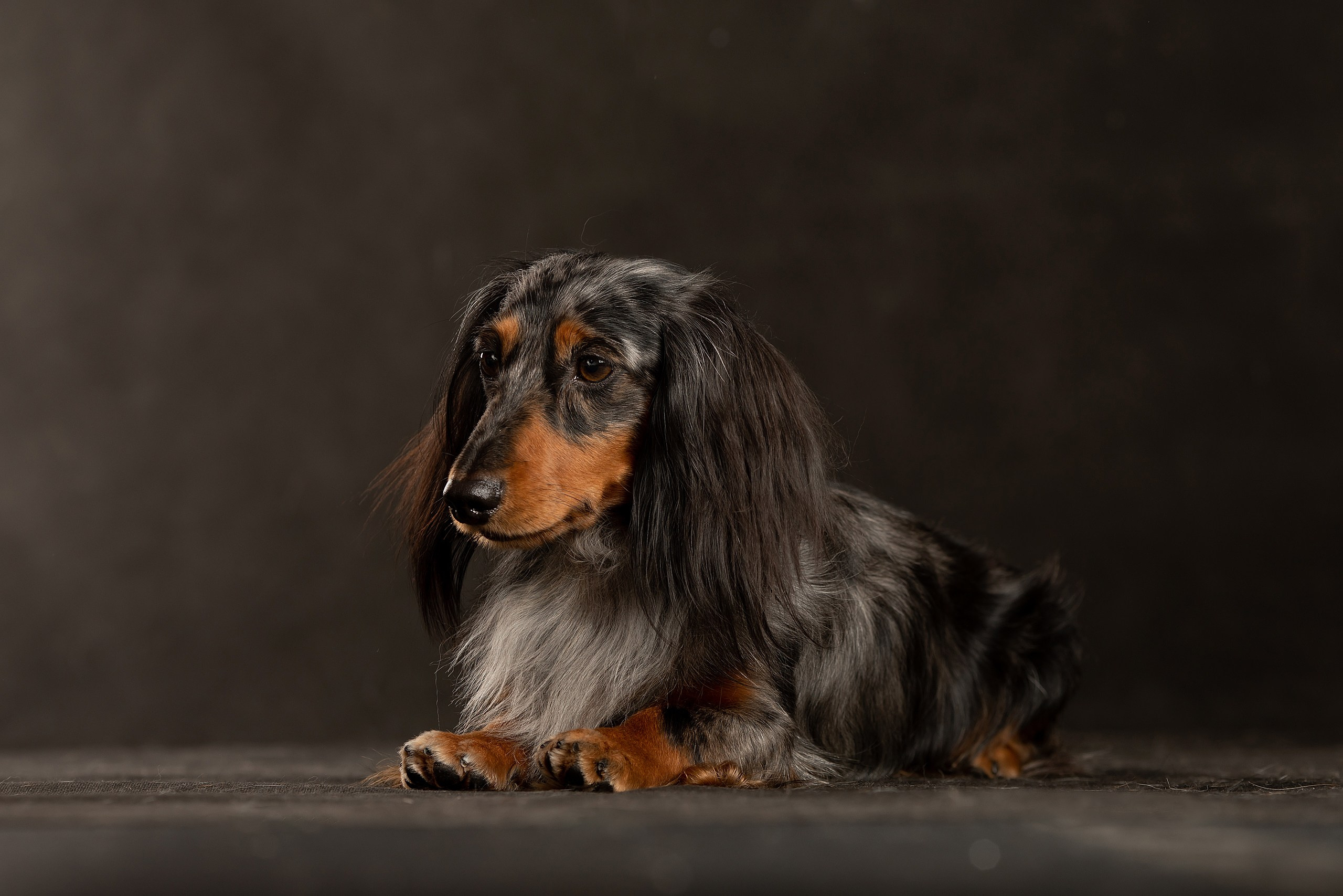 Собаки. Конный фотограф Валынкина Лера