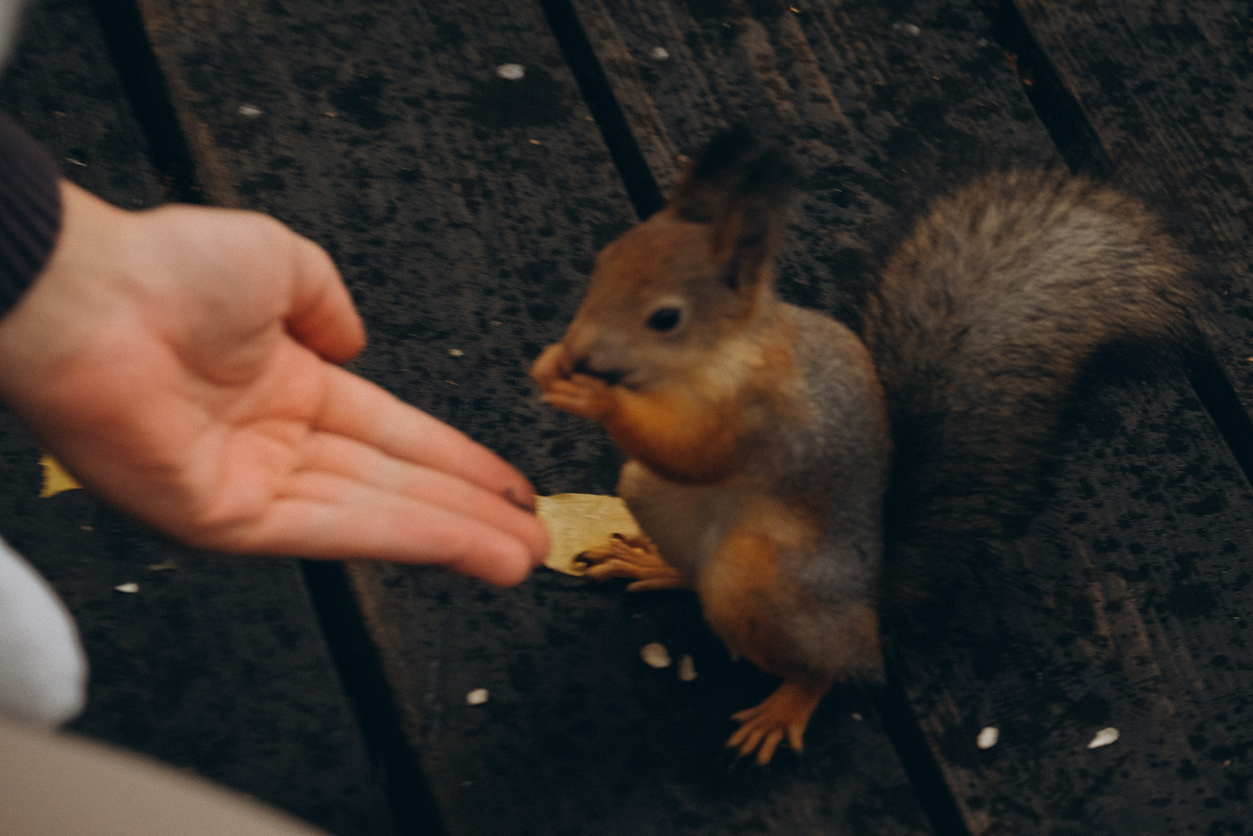День рождения малышки. Профессиональный фотограф, Санкт-Петербург — Виктория Богомолова