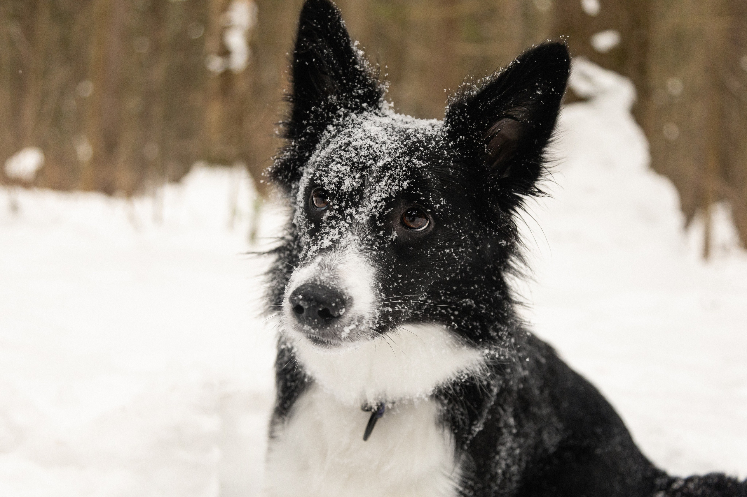 Бордер колли Ривия. Htykk_photo