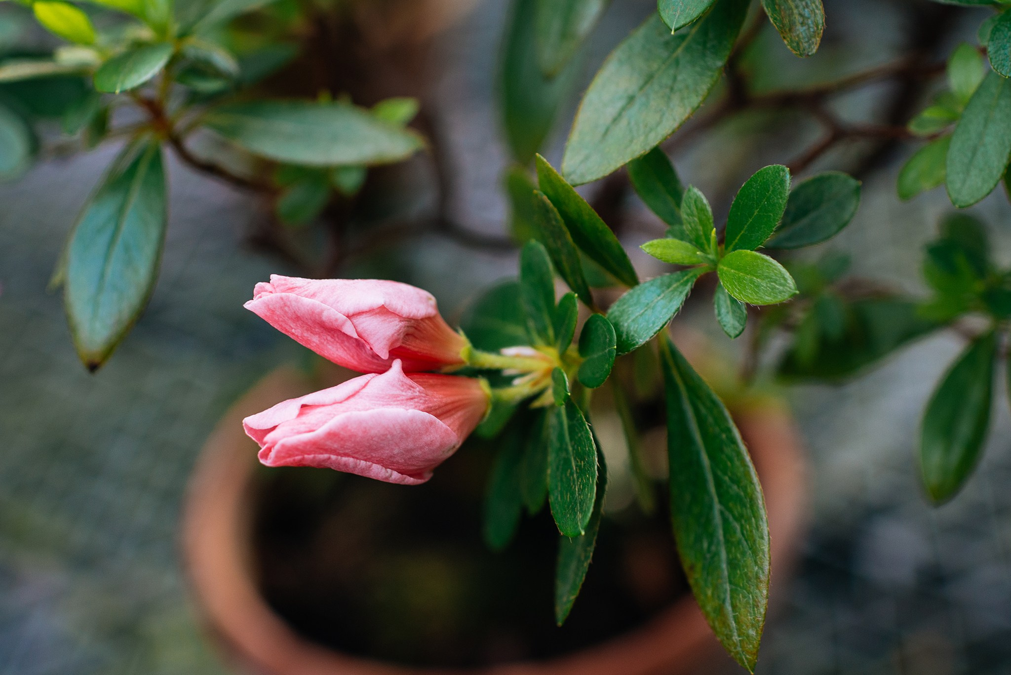 Ботанический сад. Субтропический маршрут. Март 26. Репортажный фотограф в Санкт-Петербурге Анастасия Клёпова