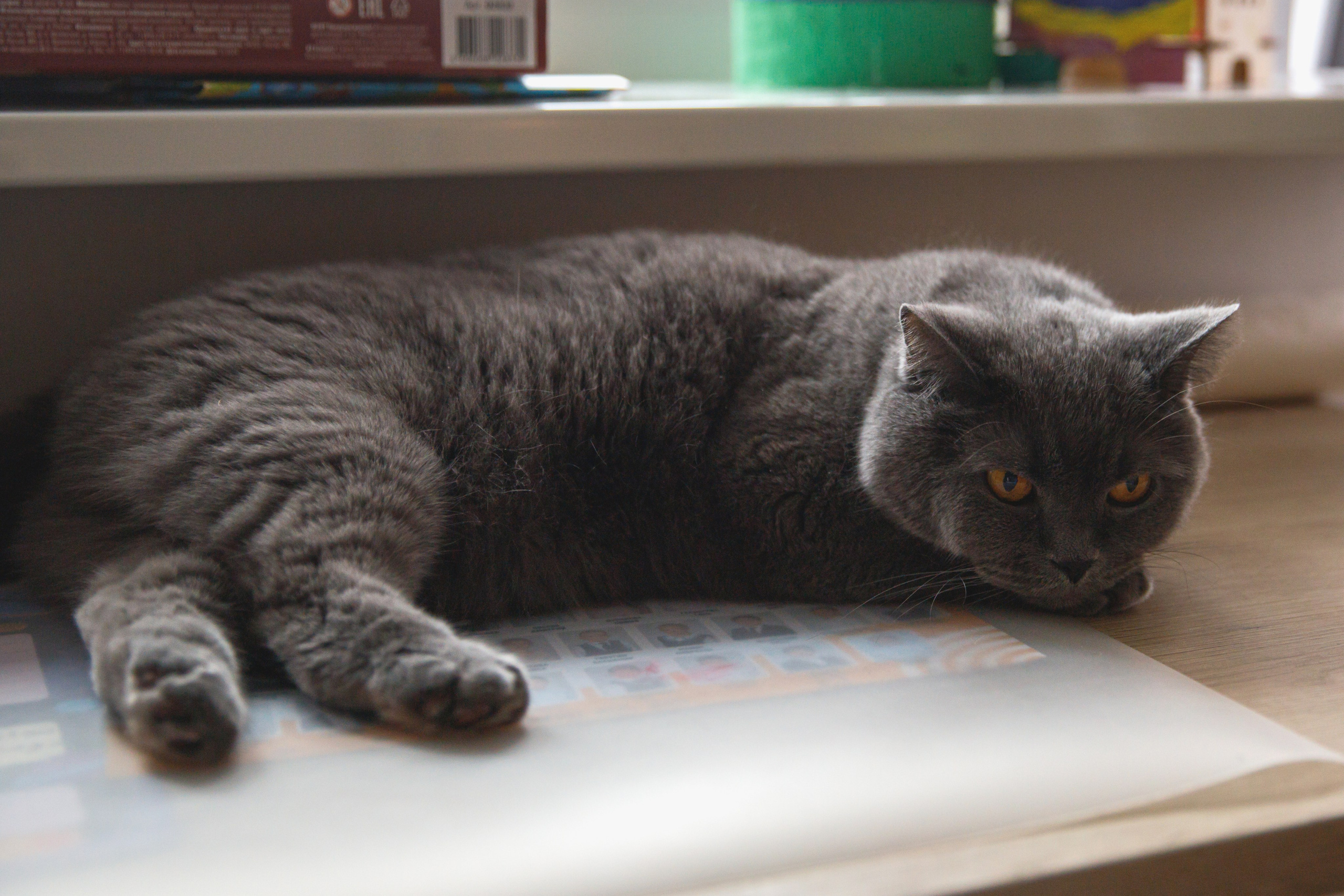 Младший брат. Семейный и школьный фотограф в Москве Анна Ткач