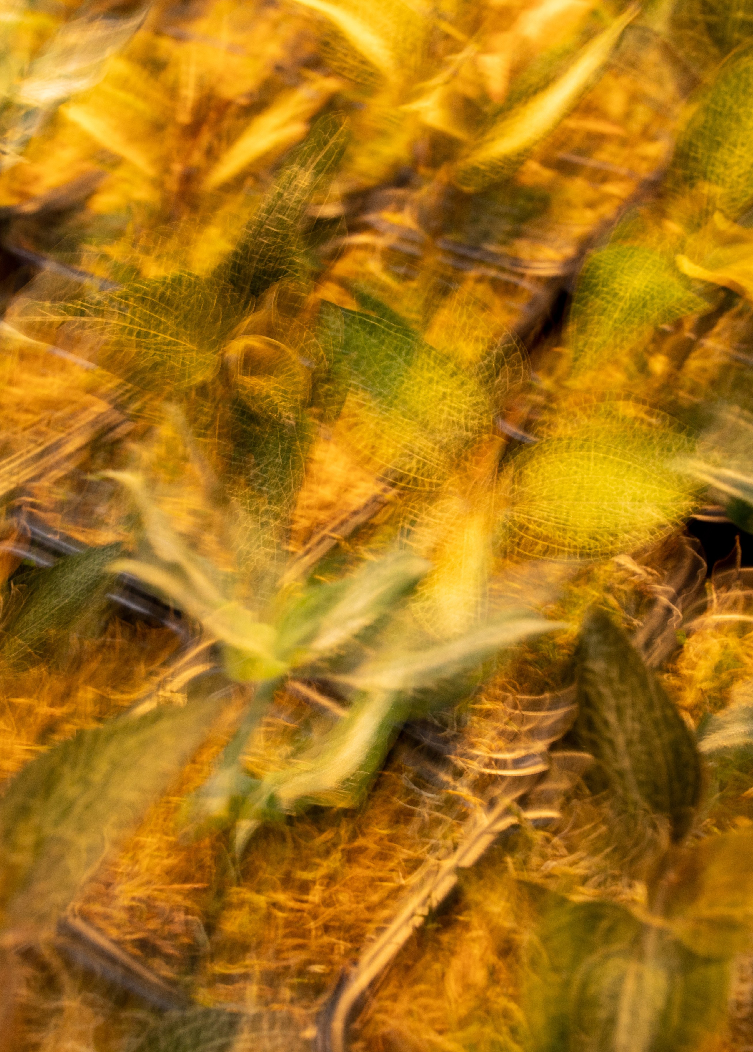 Орхидиум июнь 2024. Александра Куликова фотограф, Москва