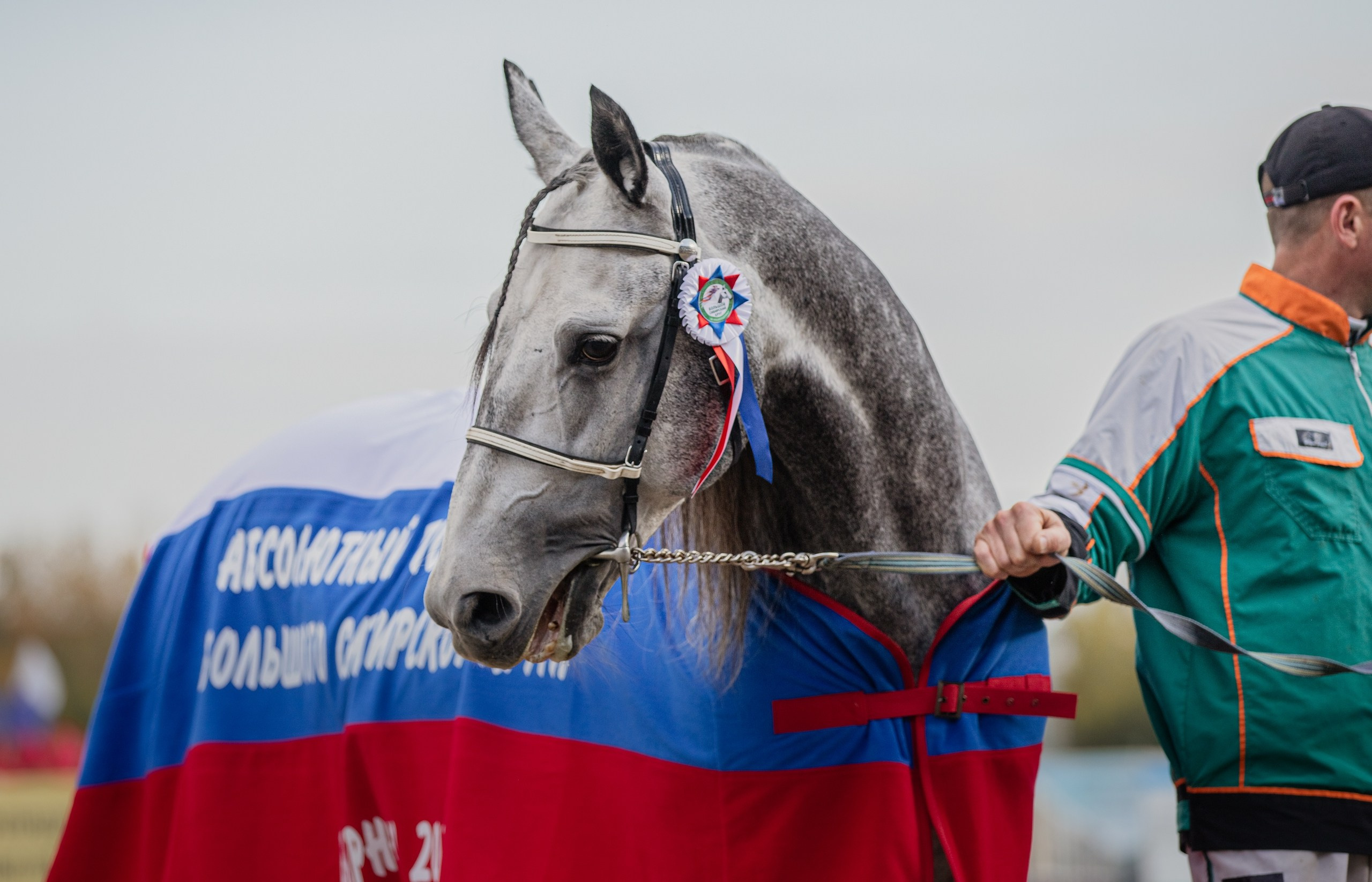 Рысистые бега. Главная