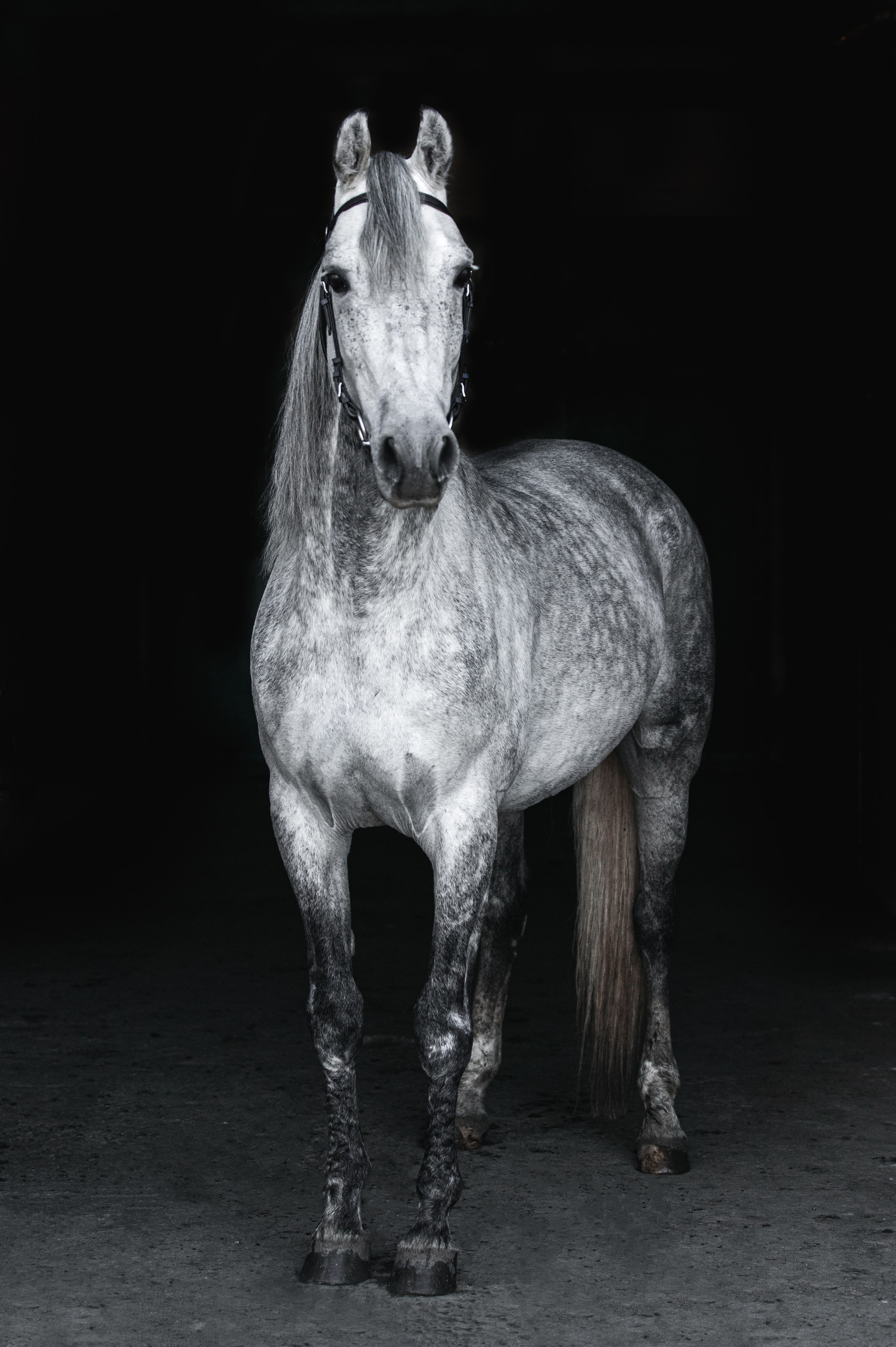 Портреты лошадей. Главная