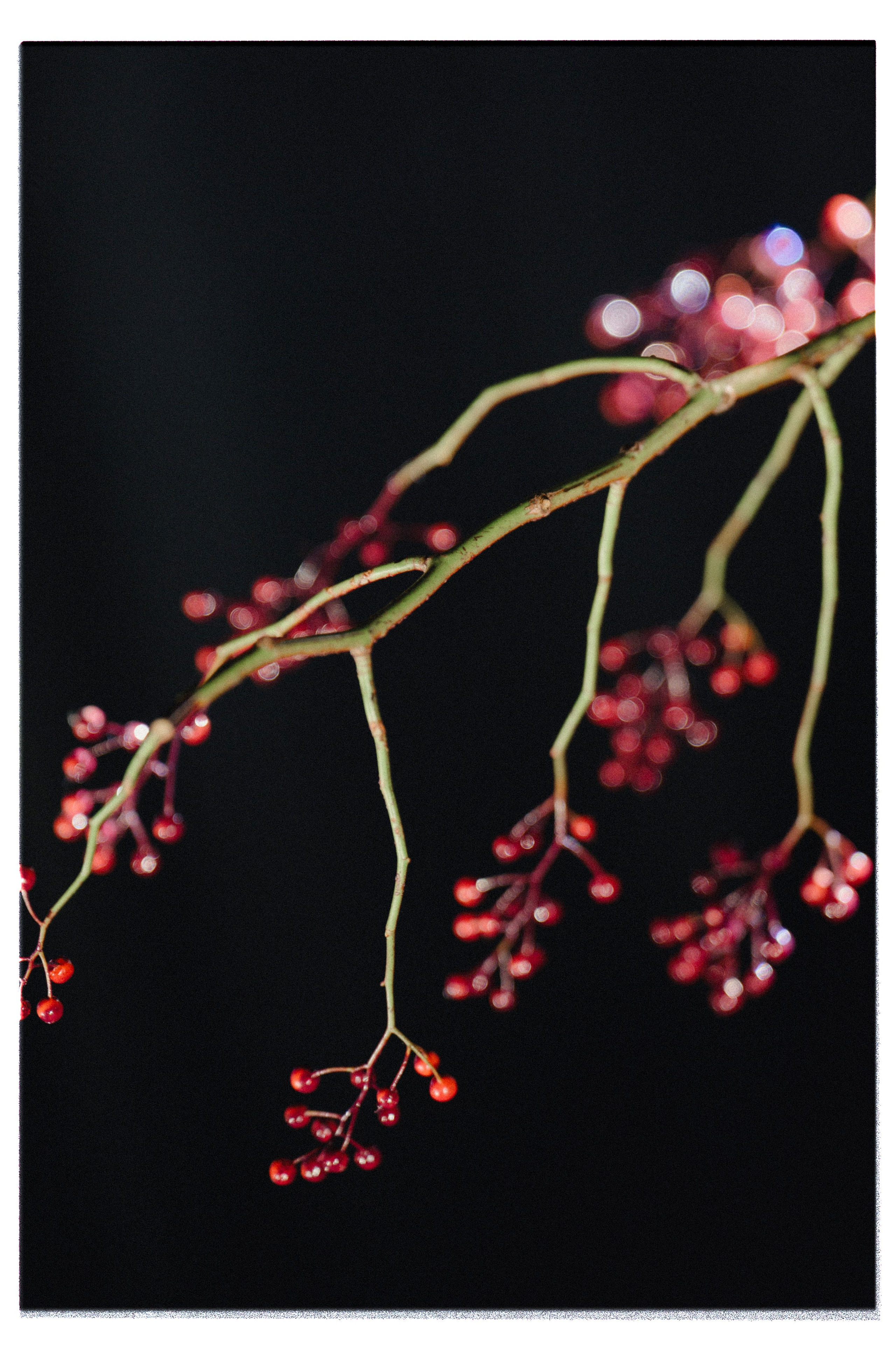 АЛЁНА И ДЕНИС. Свадебный и семейный фотограф Никита Корохов