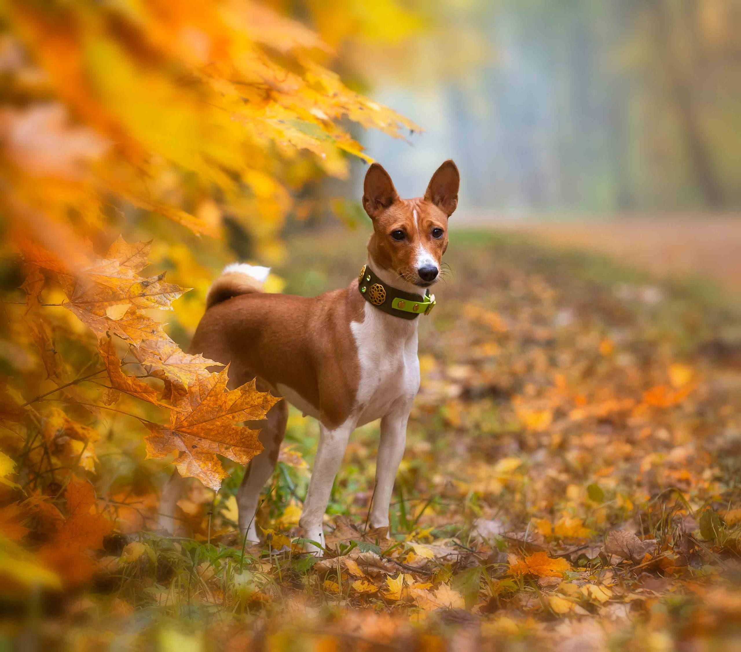 Собаки. Портретная и свадебная фотосъемка. Москва и область