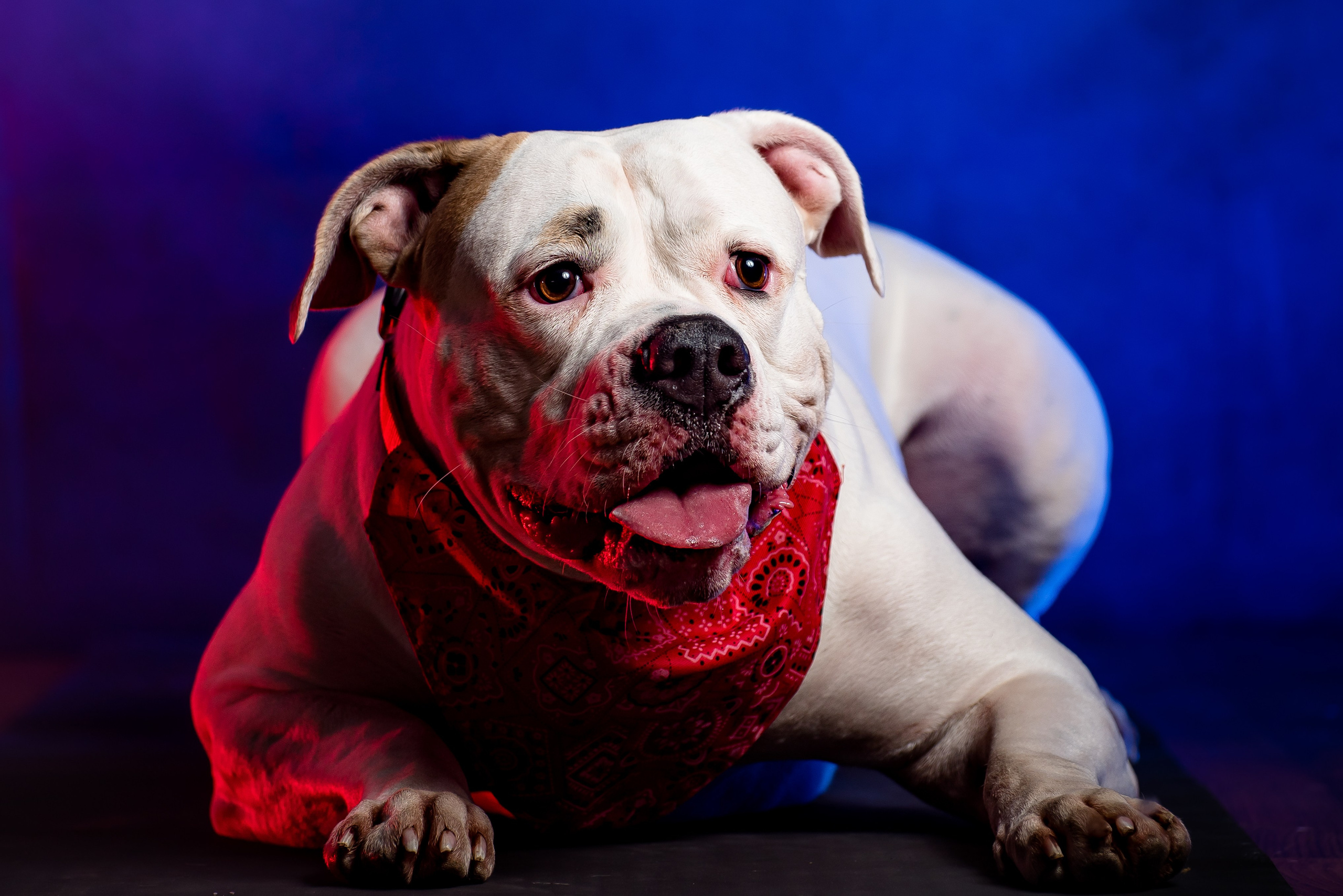 Фотограф собак. Фотограф Макс Огурцов в Нижнем Новгороде