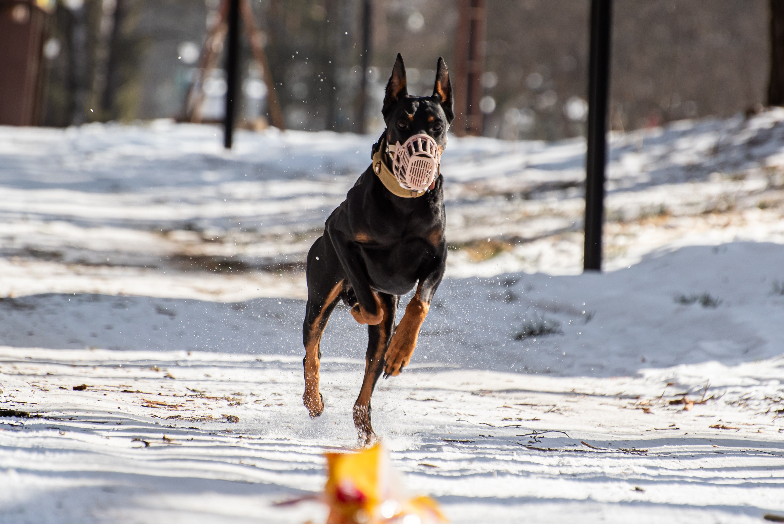Фотосъёмка с собаками в Кинологическом лагере. Фотограф Макс Огурцов в Нижнем Новгороде