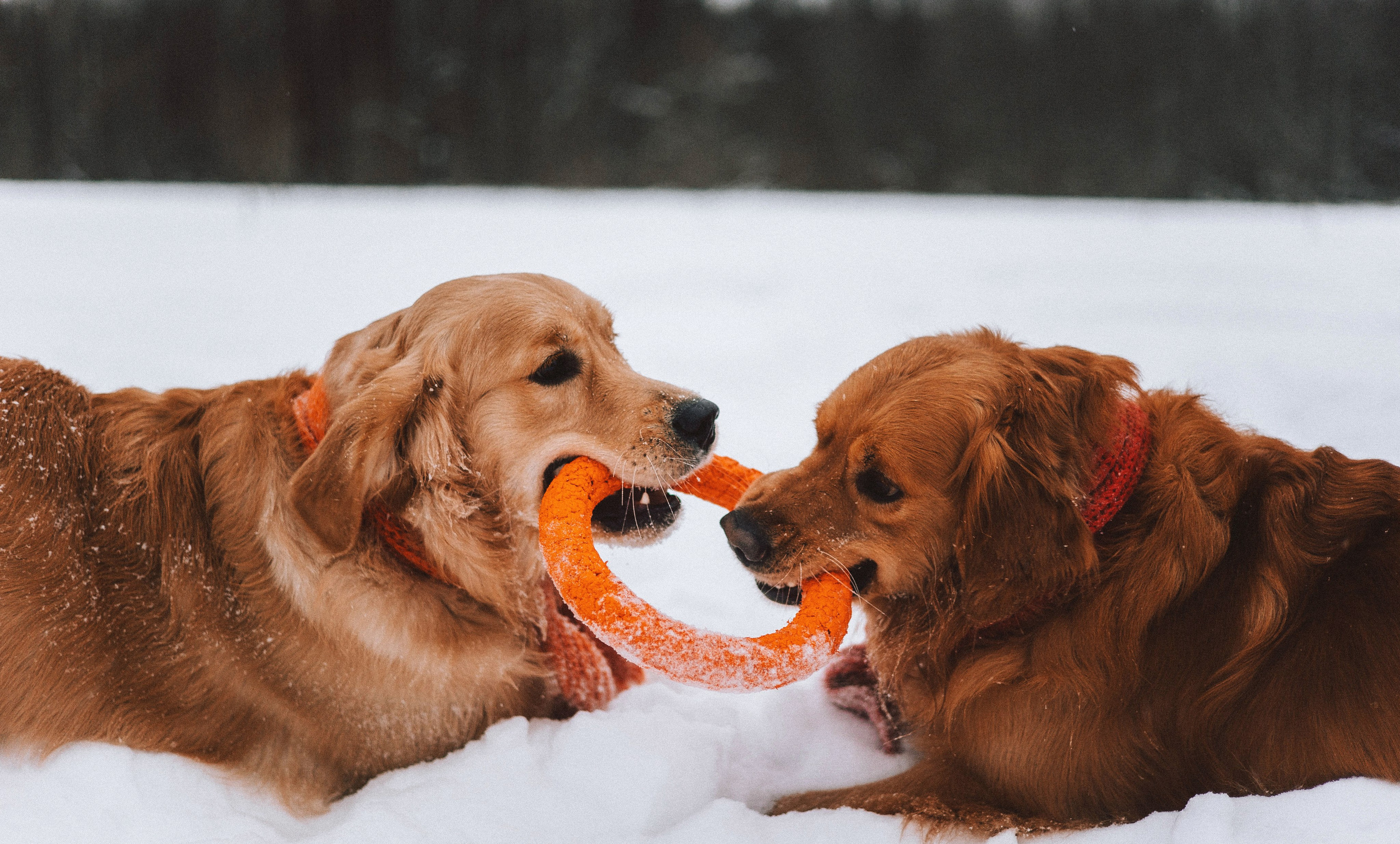 Саша, Юля, Грэй и Джой. Фотограф-анималист Богданова Полина