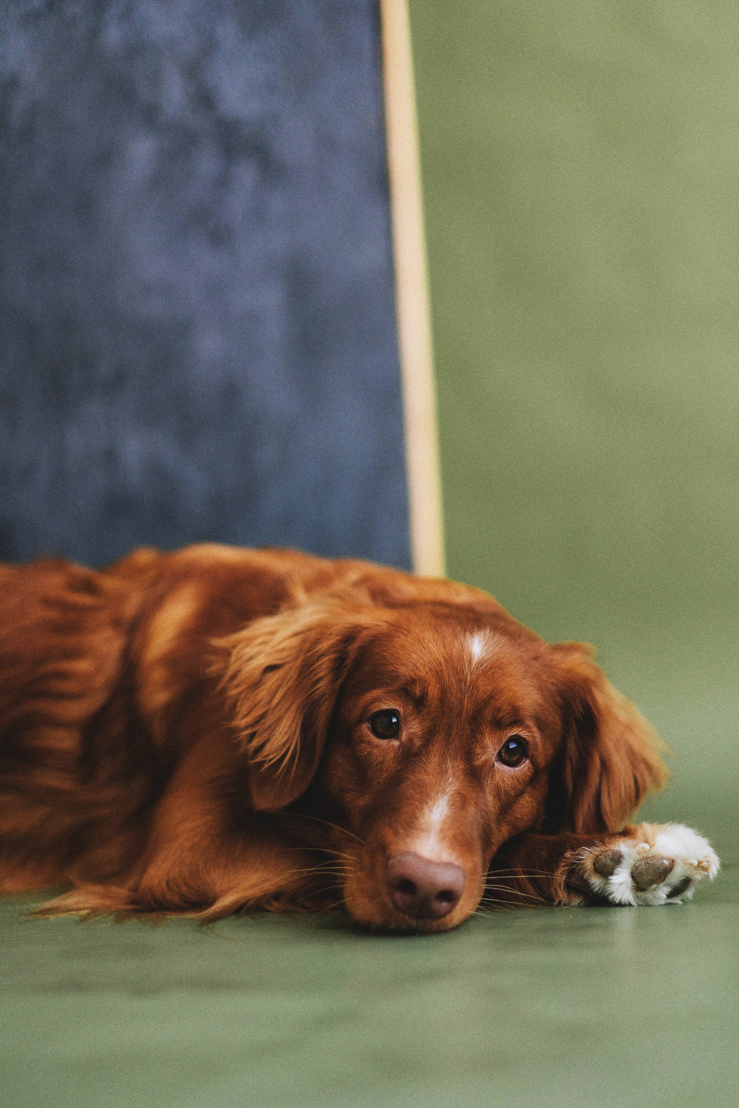 Аня и Лея. Фотограф-анималист Богданова Полина