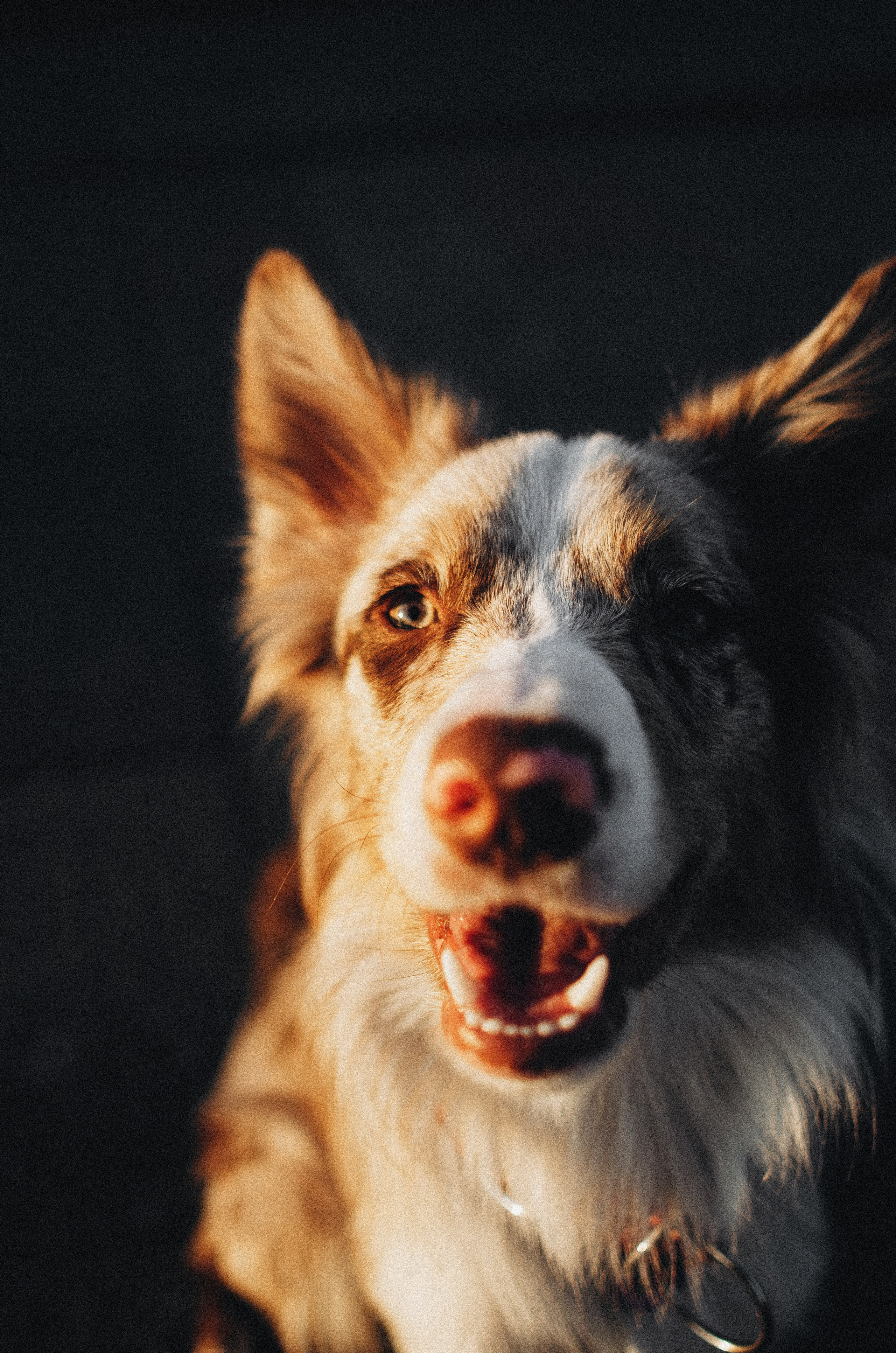 Аня и Дэймон. Фотограф-анималист Богданова Полина