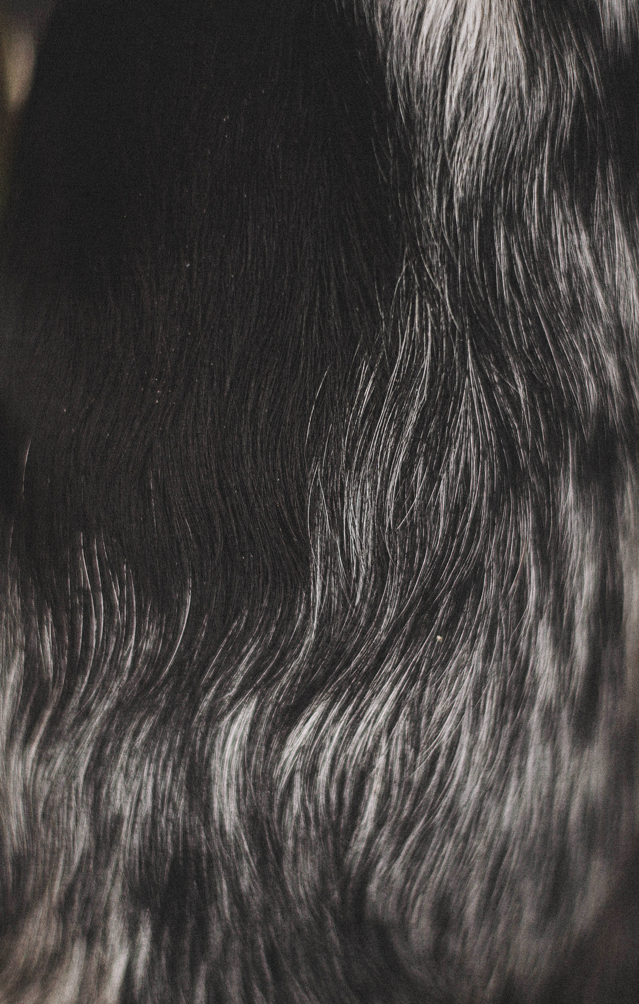 Вика и Ава. Фотограф-анималист Богданова Полина