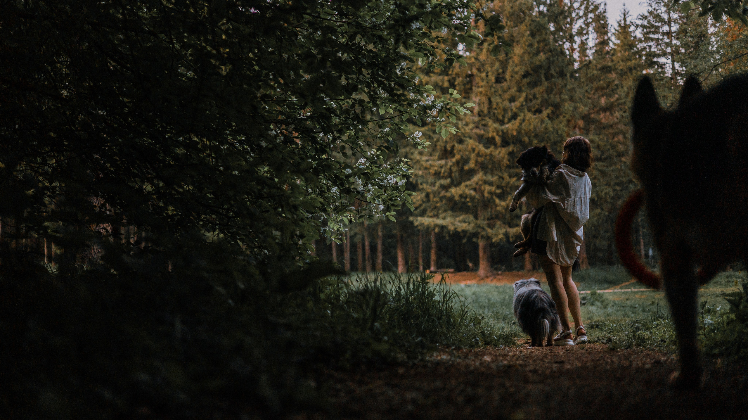 Настя, Шуня, Милка и Тигуан. Фотограф-анималист Богданова Полина