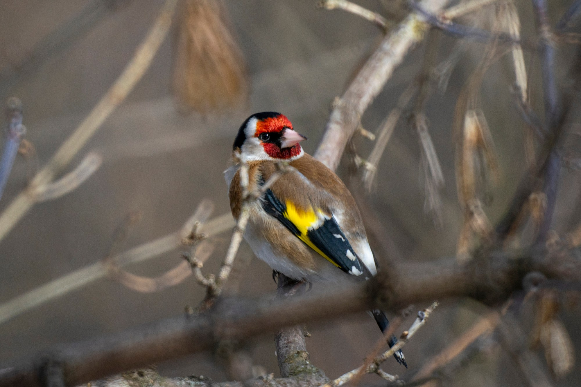 Удивительные мир птиц. Вокруг нас столько прекрасного — присмотритесь!. Ваш личный фотограф Марина Волкова