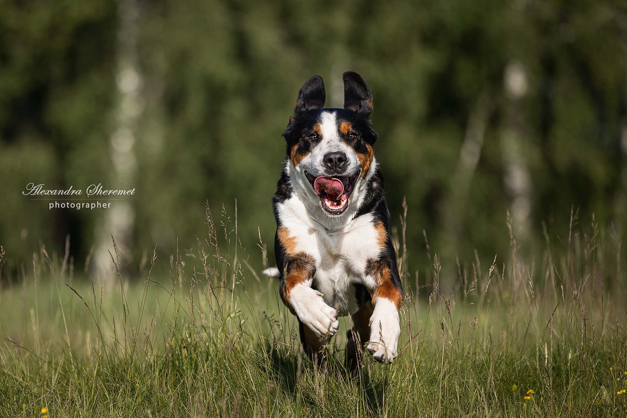 Гросс. Фотограф-анималист Александра Шеремет