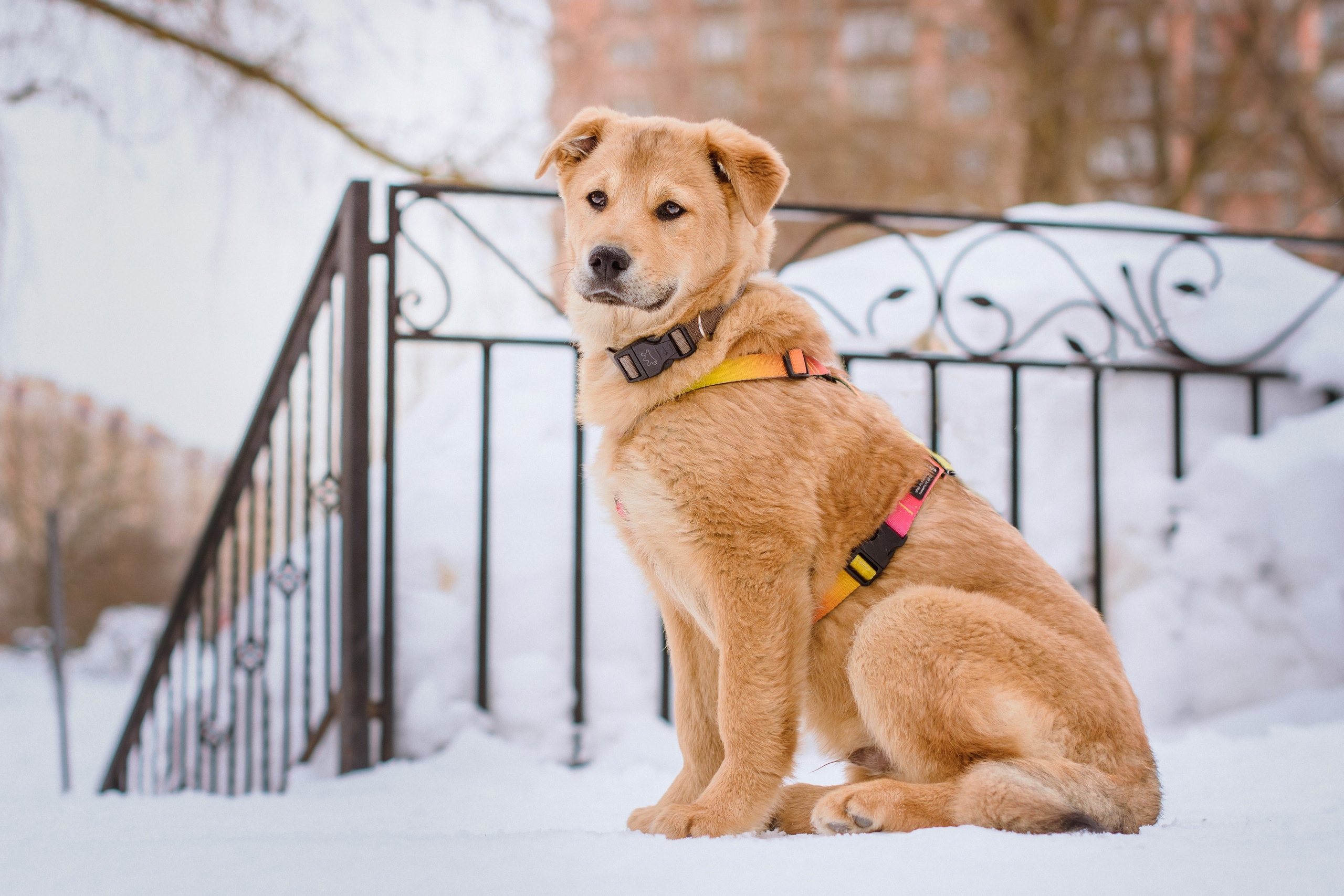 Зимняя фотопрогулка с щенком на улице в Москве. Фотограф собак, анималист в Москве Кира Яковлева