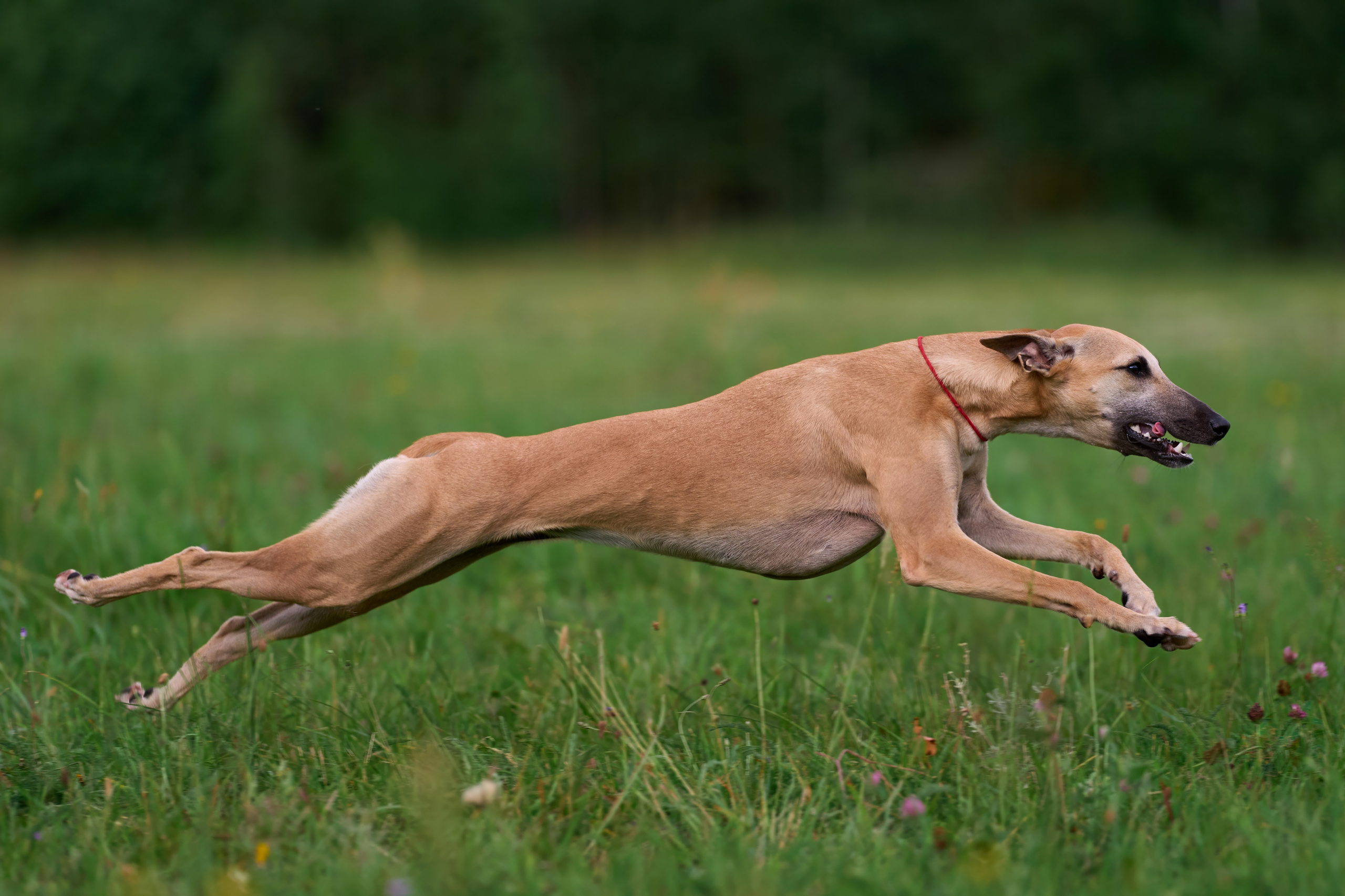 Тренировка по курсингу в Донино. Фотограф-анималист Михаил Манухин