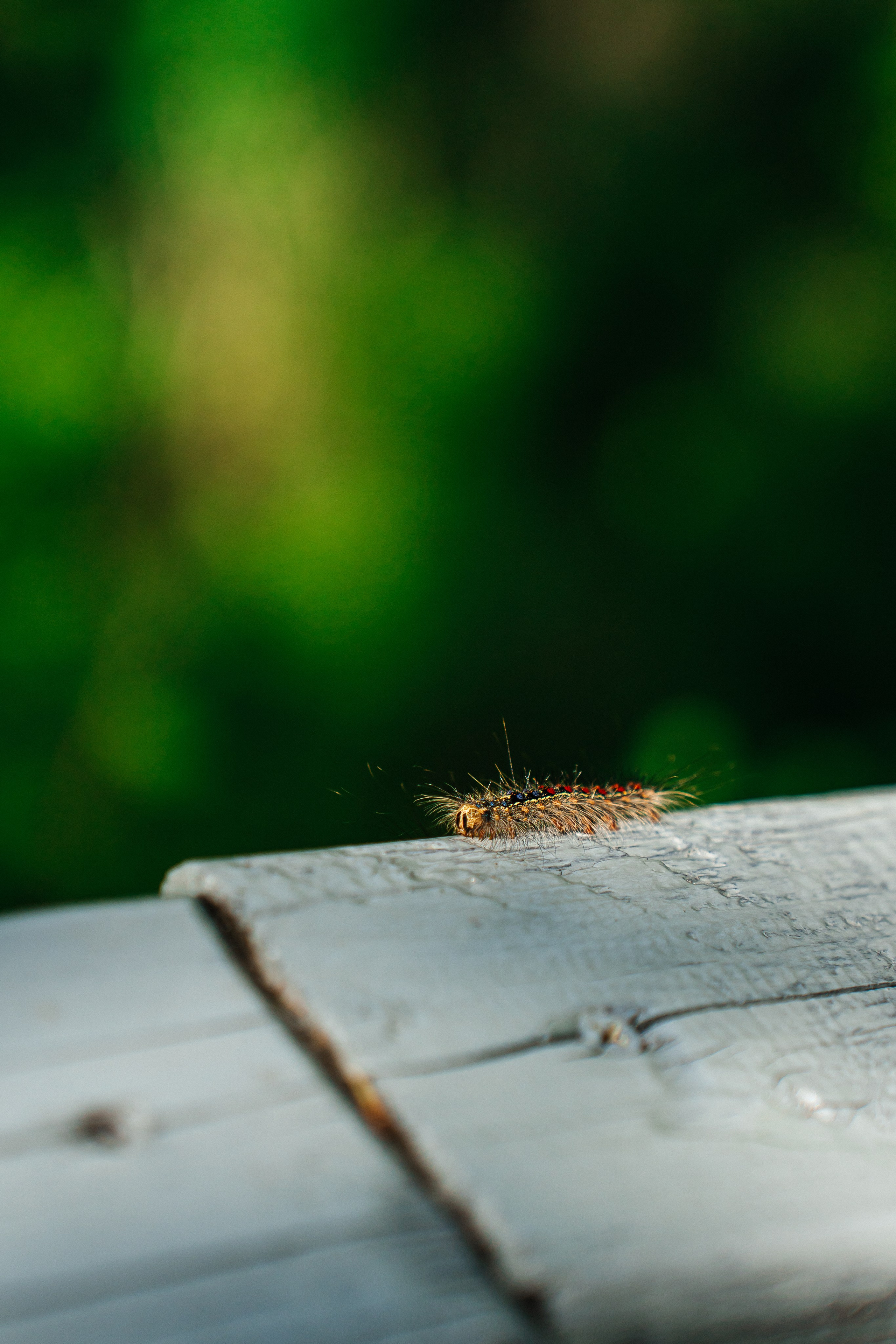 Алтай. Семейный фотограф в Санкт-Петербурге