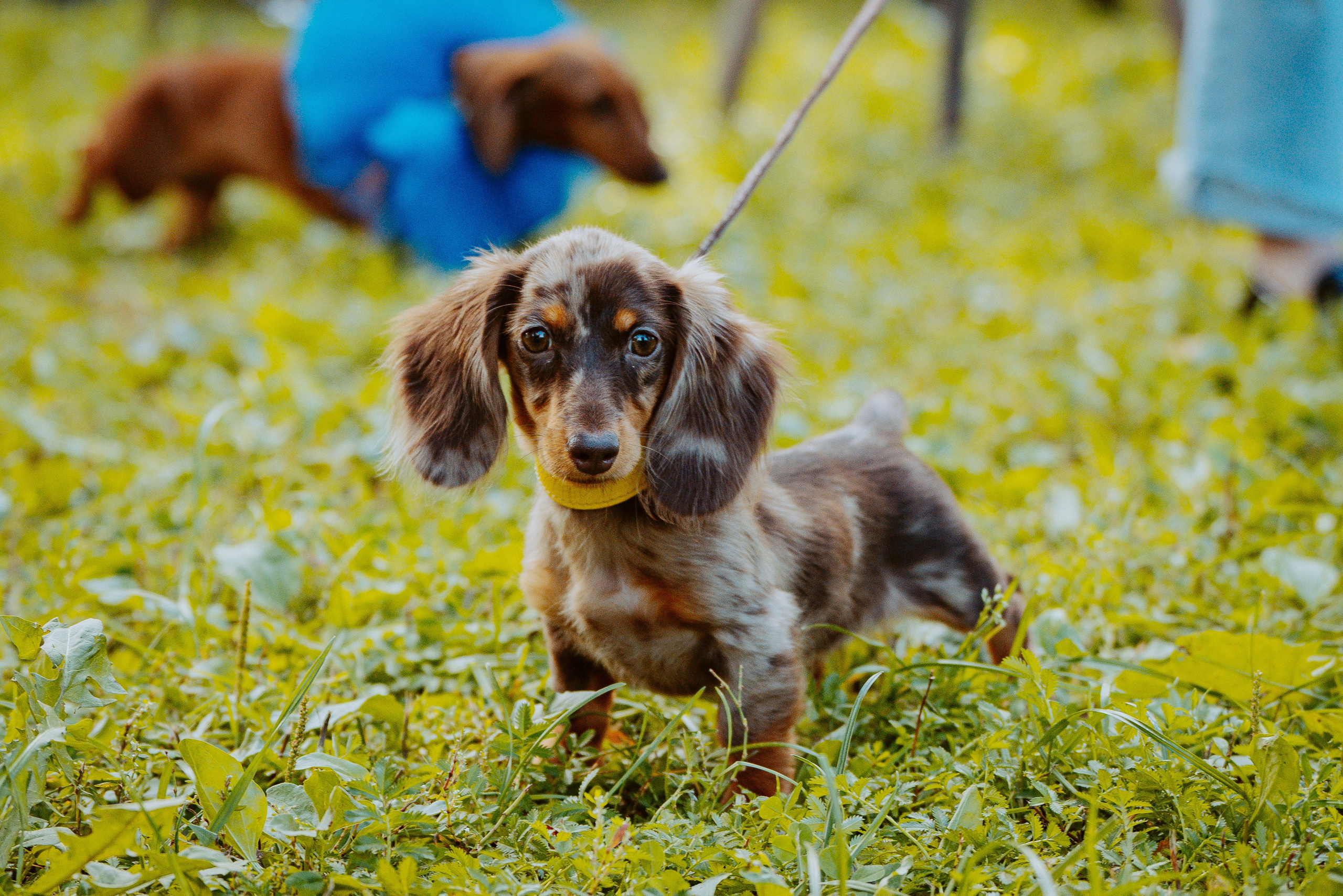 Такспарад. Фотограф анималист в Спб недорого Олеся Майорова