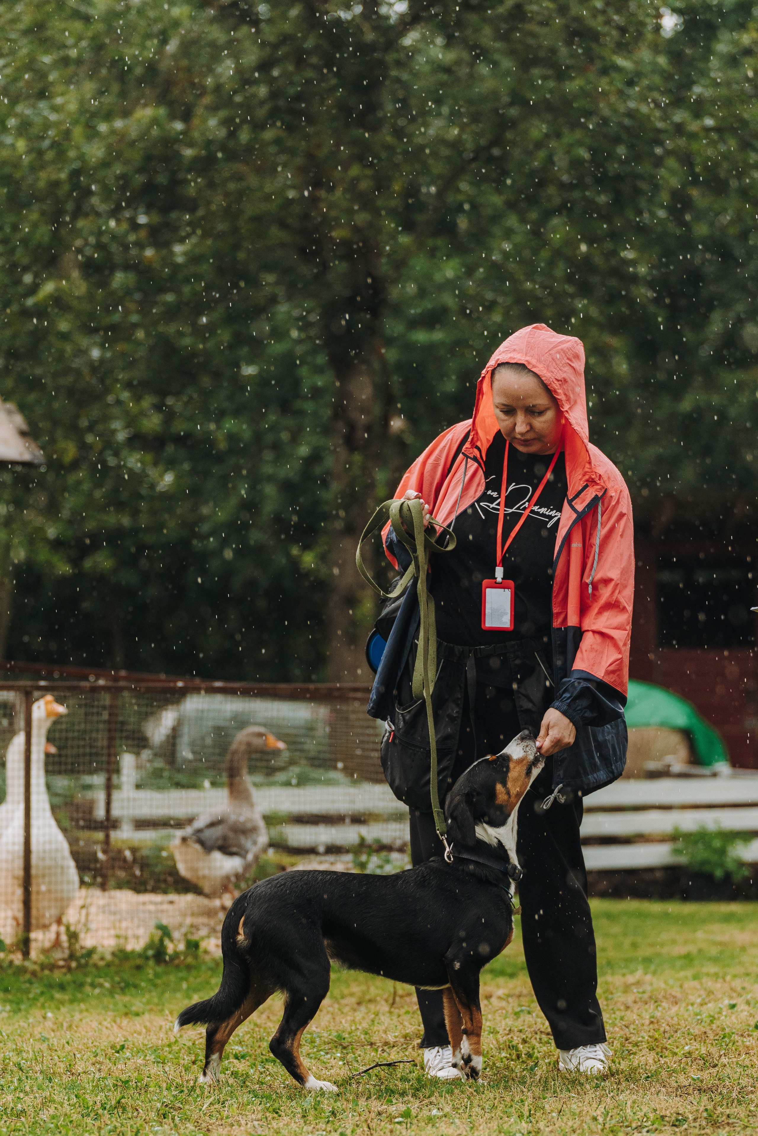 Соревнования по ноузворку в Новожилово. Фотограф анималист в Спб недорого Олеся Майорова