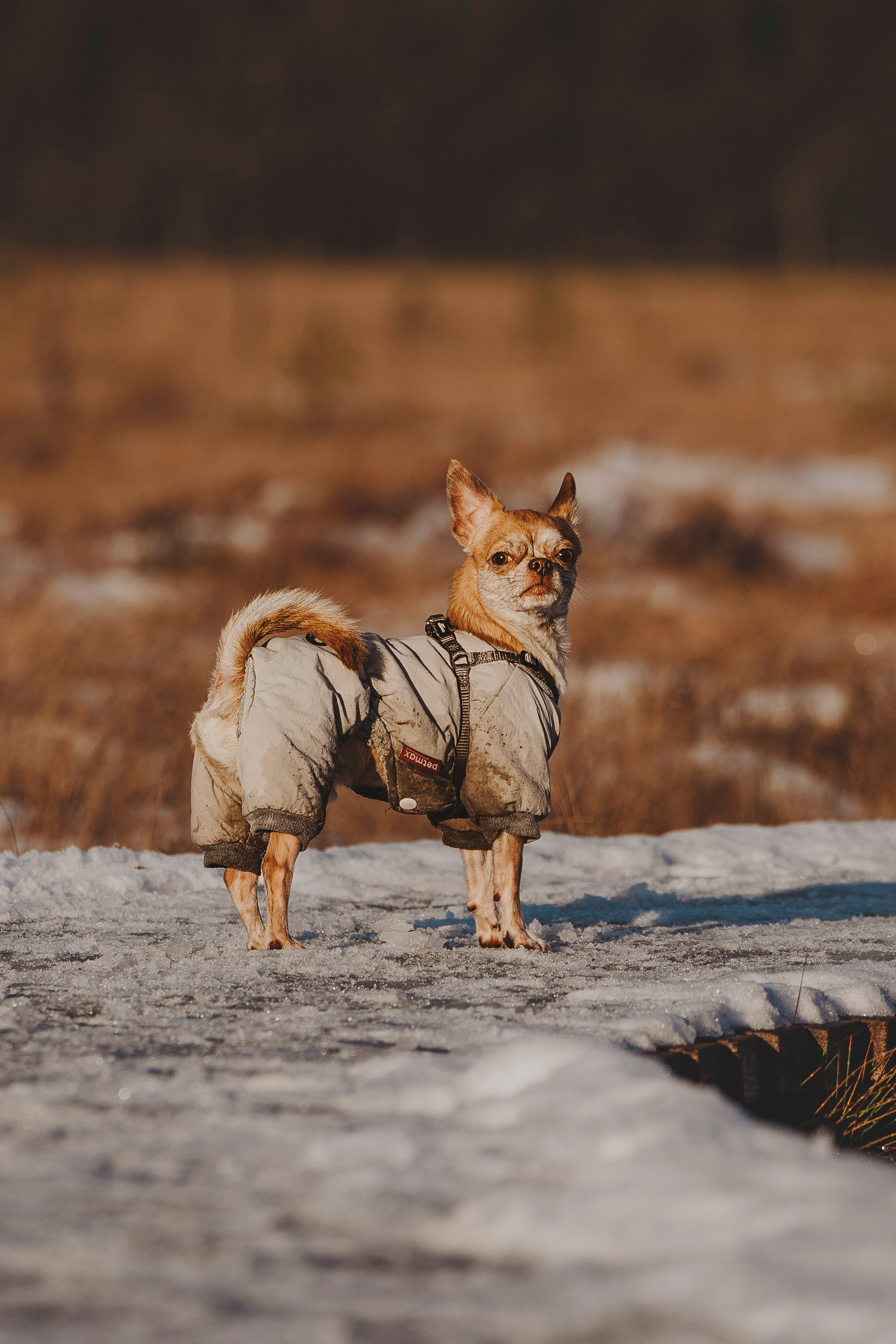 Наталия и Боря. Фотограф анималист в Спб недорого Олеся Майорова