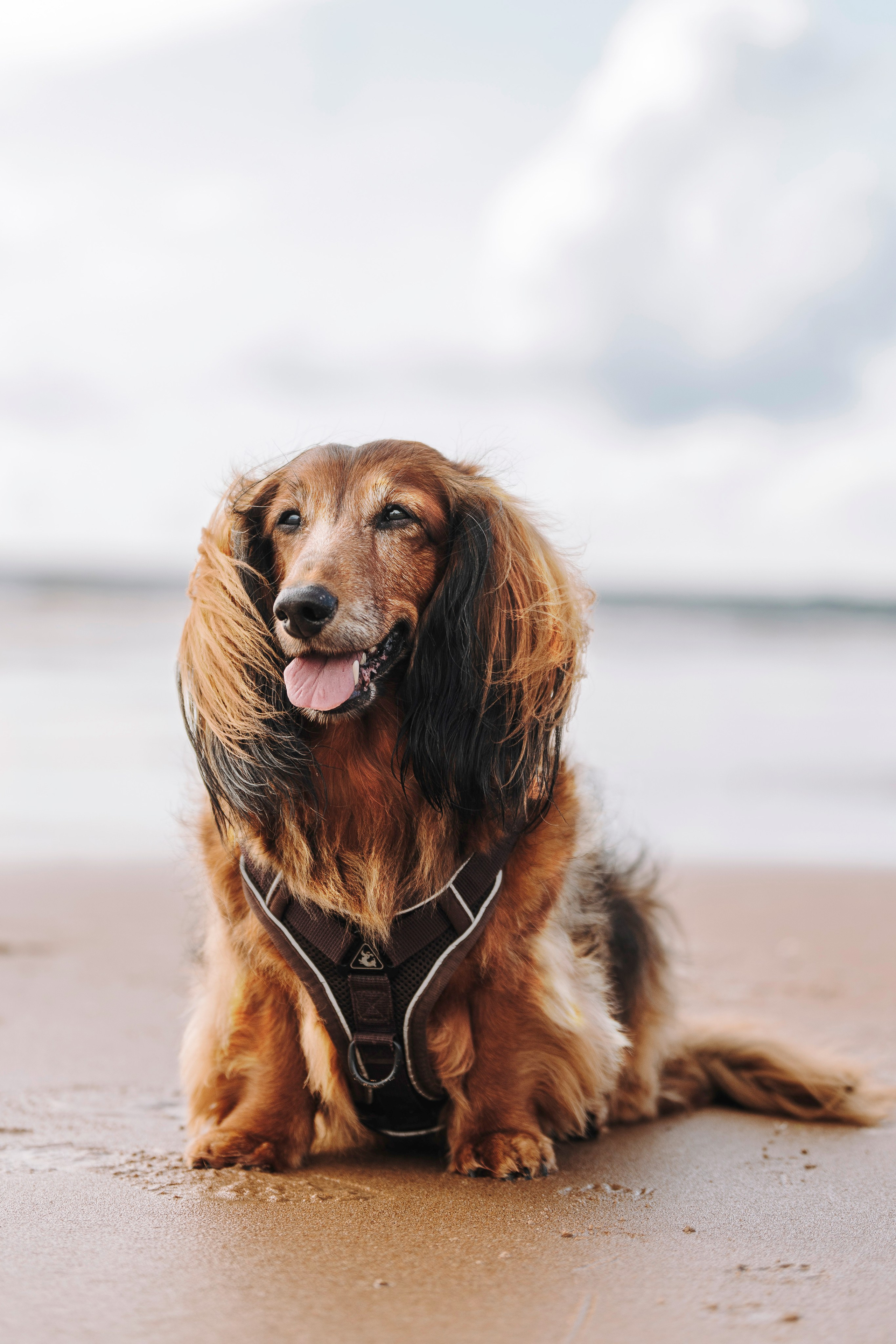 Фотосессия с длиношерстной таксой на пляжн. Фотограф анималист в Спб недорого Олеся Майорова