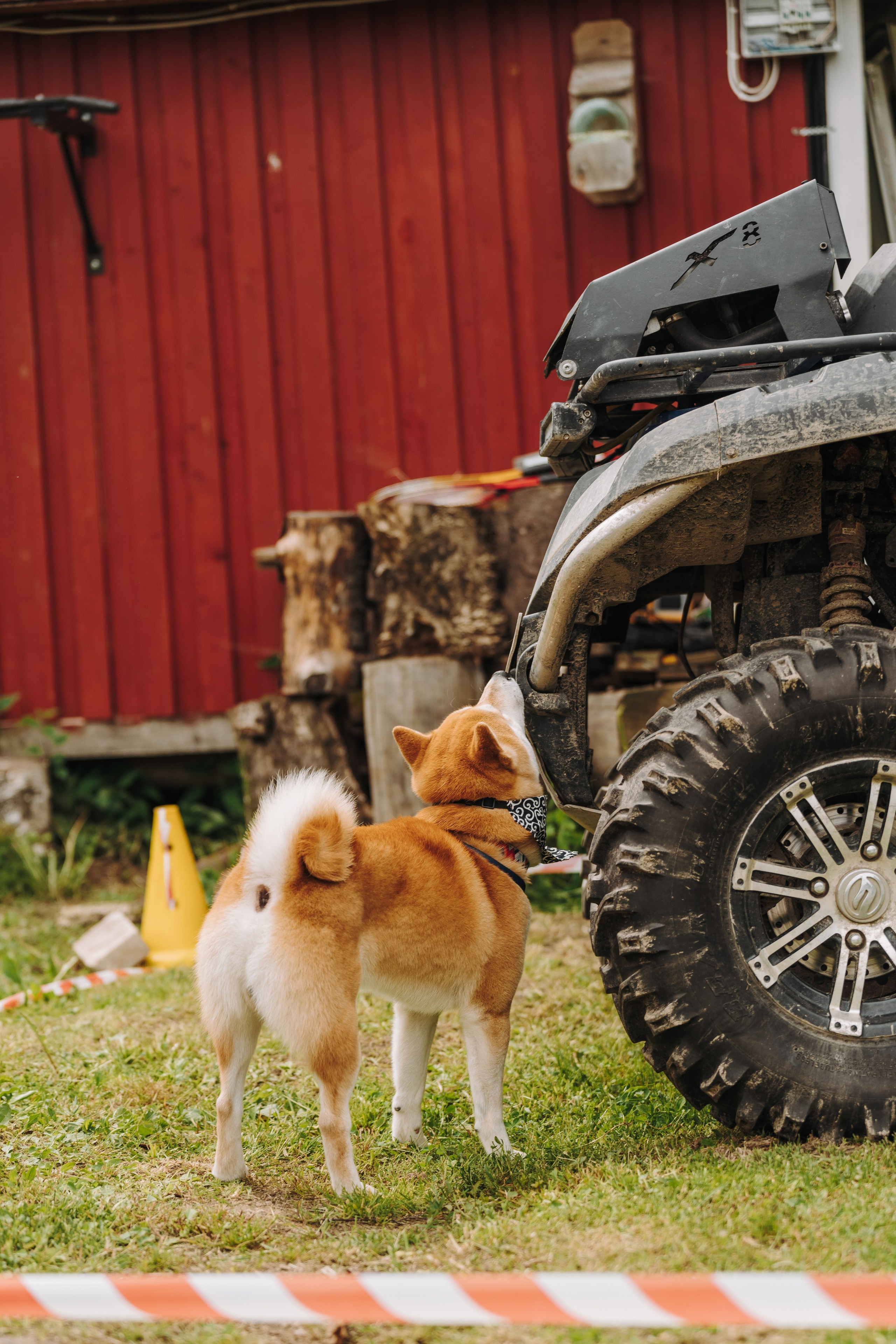 Соревнования по ноузворку. Фотограф анималист в Спб недорого Олеся Майорова