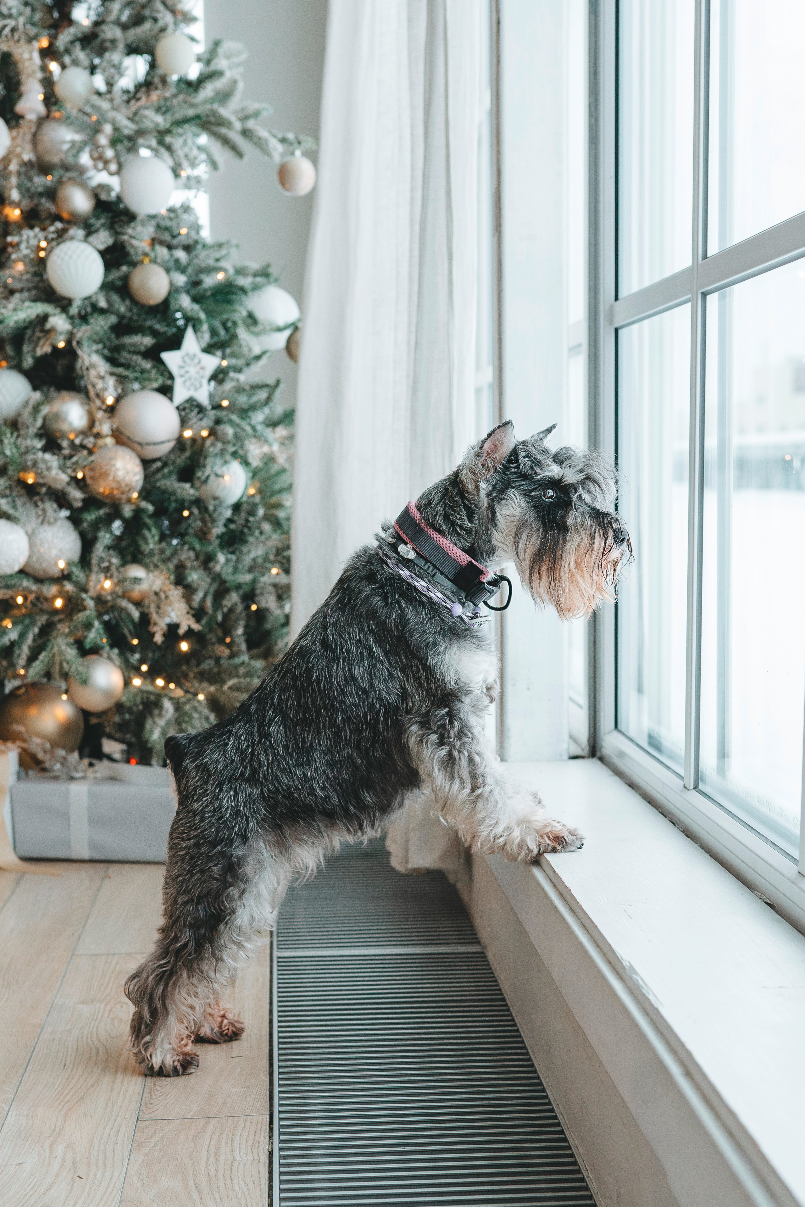 Ольга и Сатори. Фотограф анималист в Спб недорого Олеся Майорова